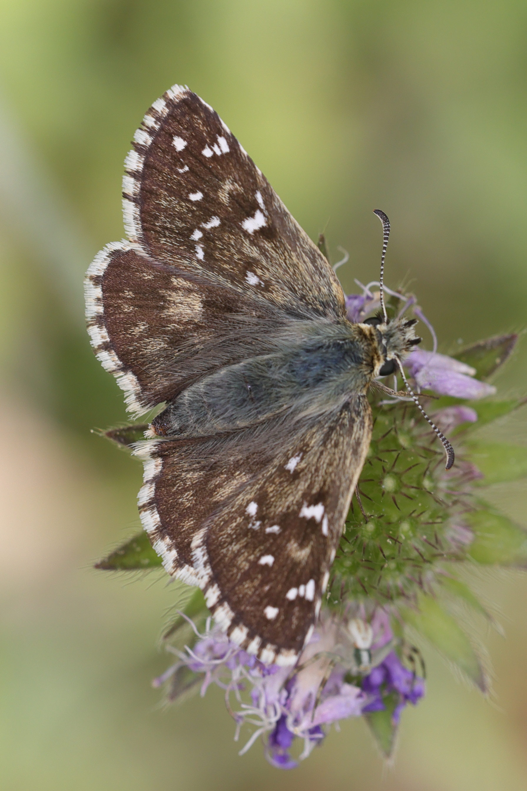 pyrgus_armoricanus5md