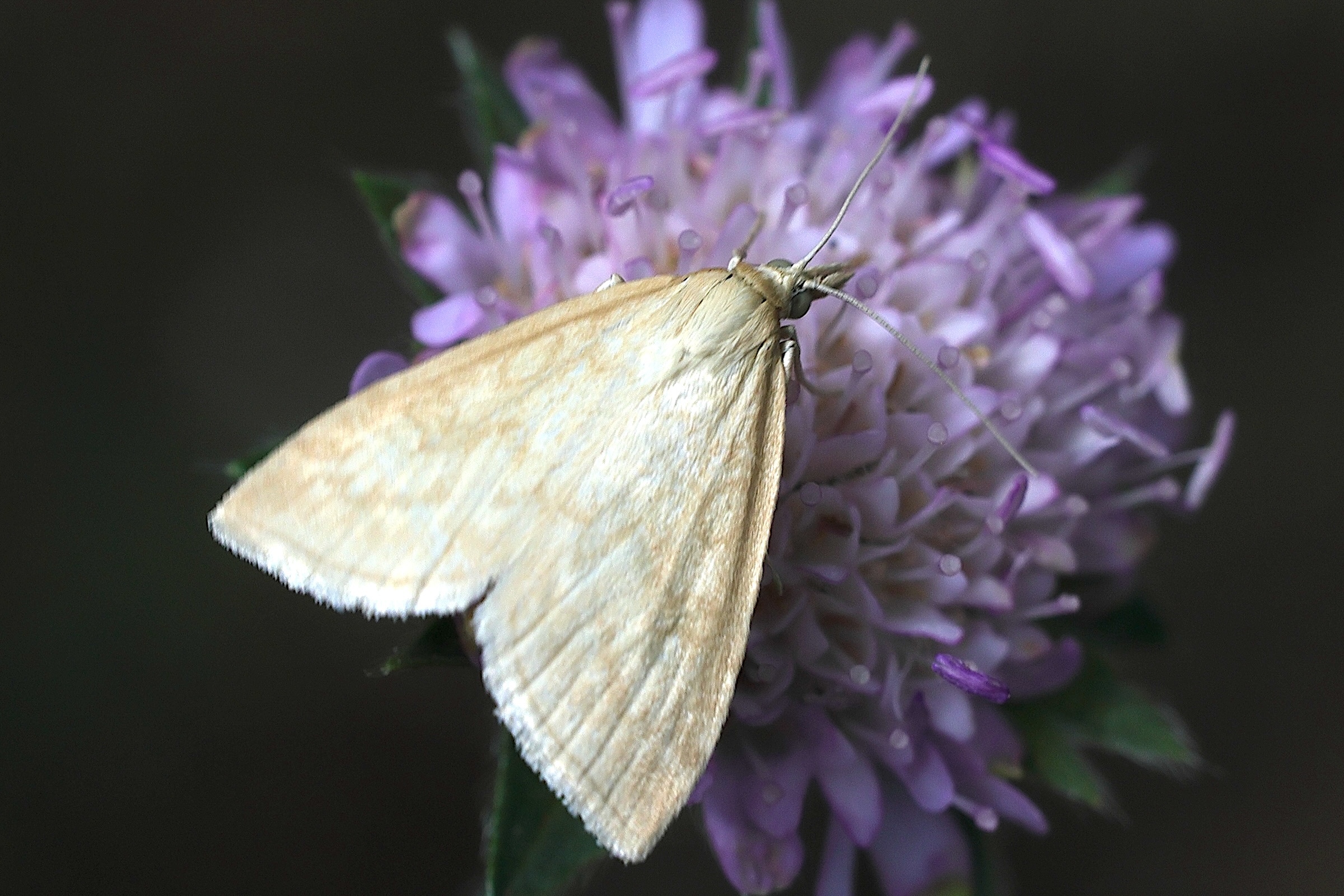 sitochroa_verticalis3md