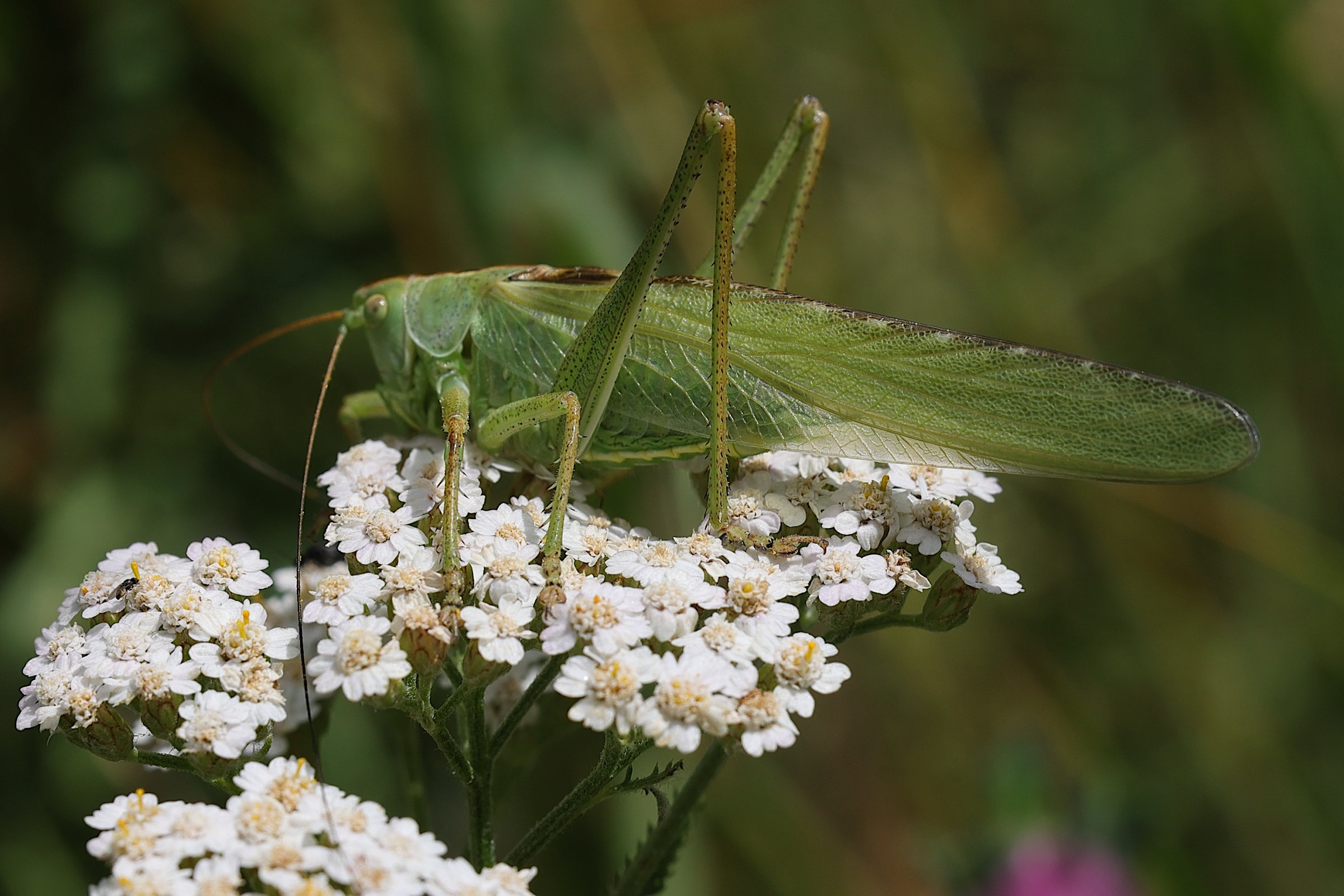 tettigonia_viridissima1md