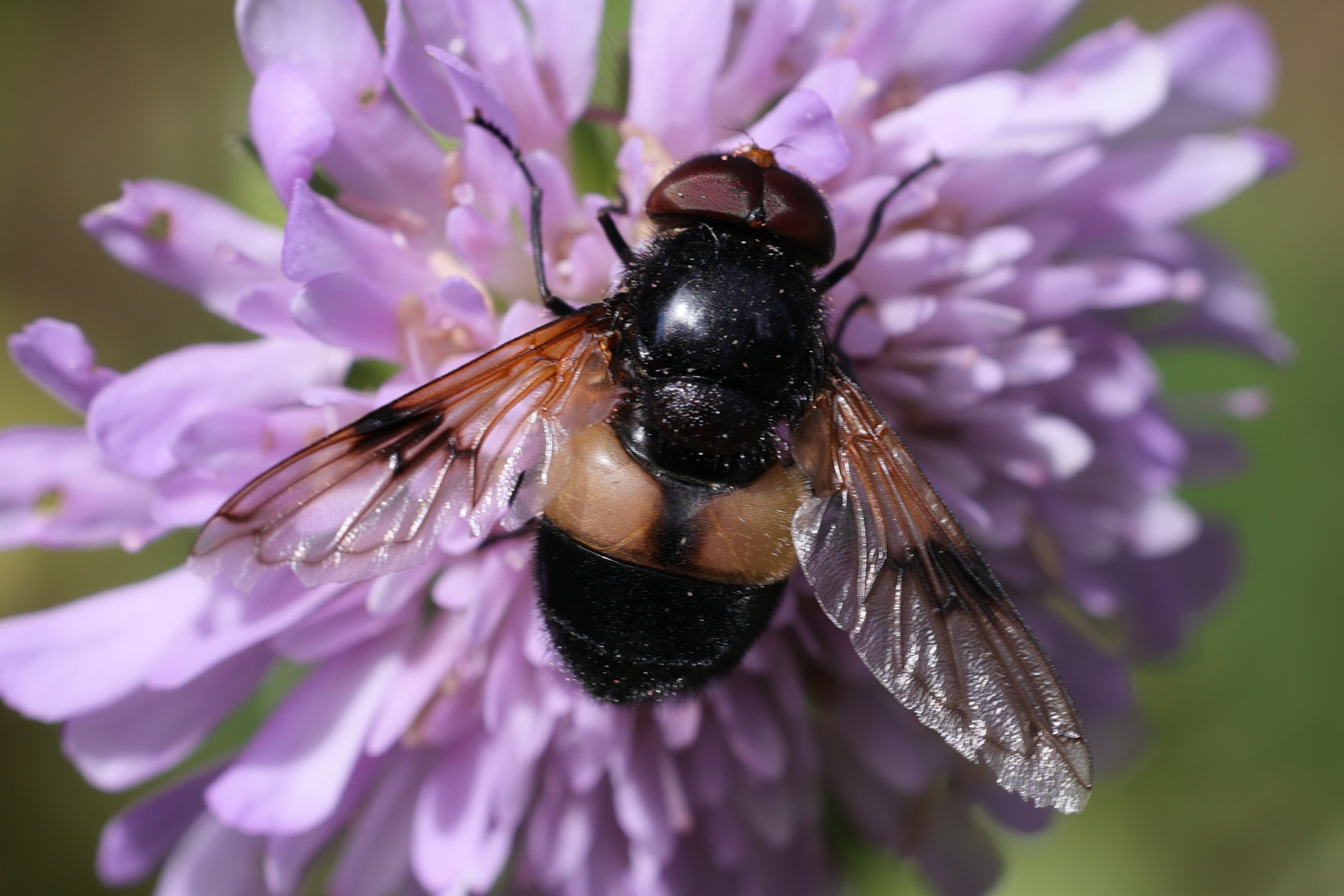 volucella_pellucens2md