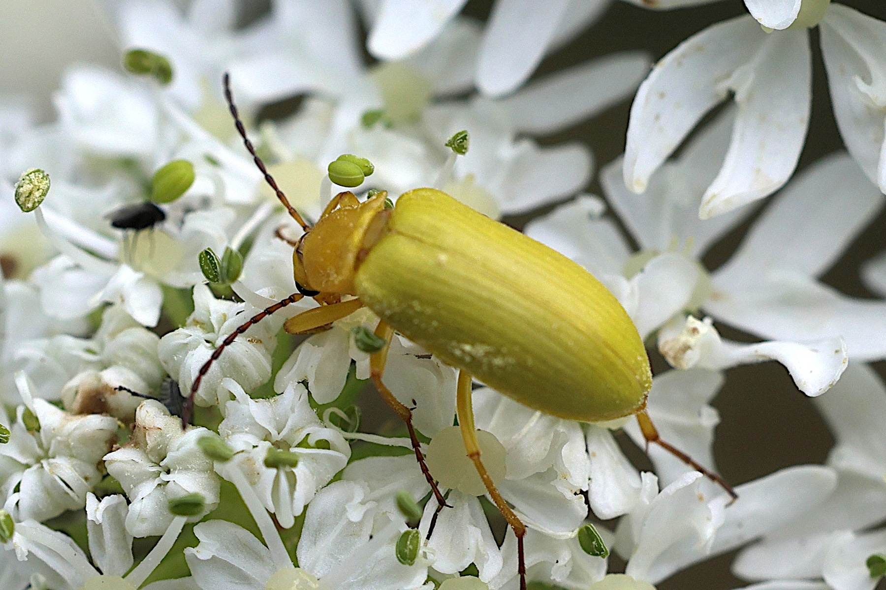 Afficher le média cteniopus_sulphureus4md cteniopus_sulphureus4md