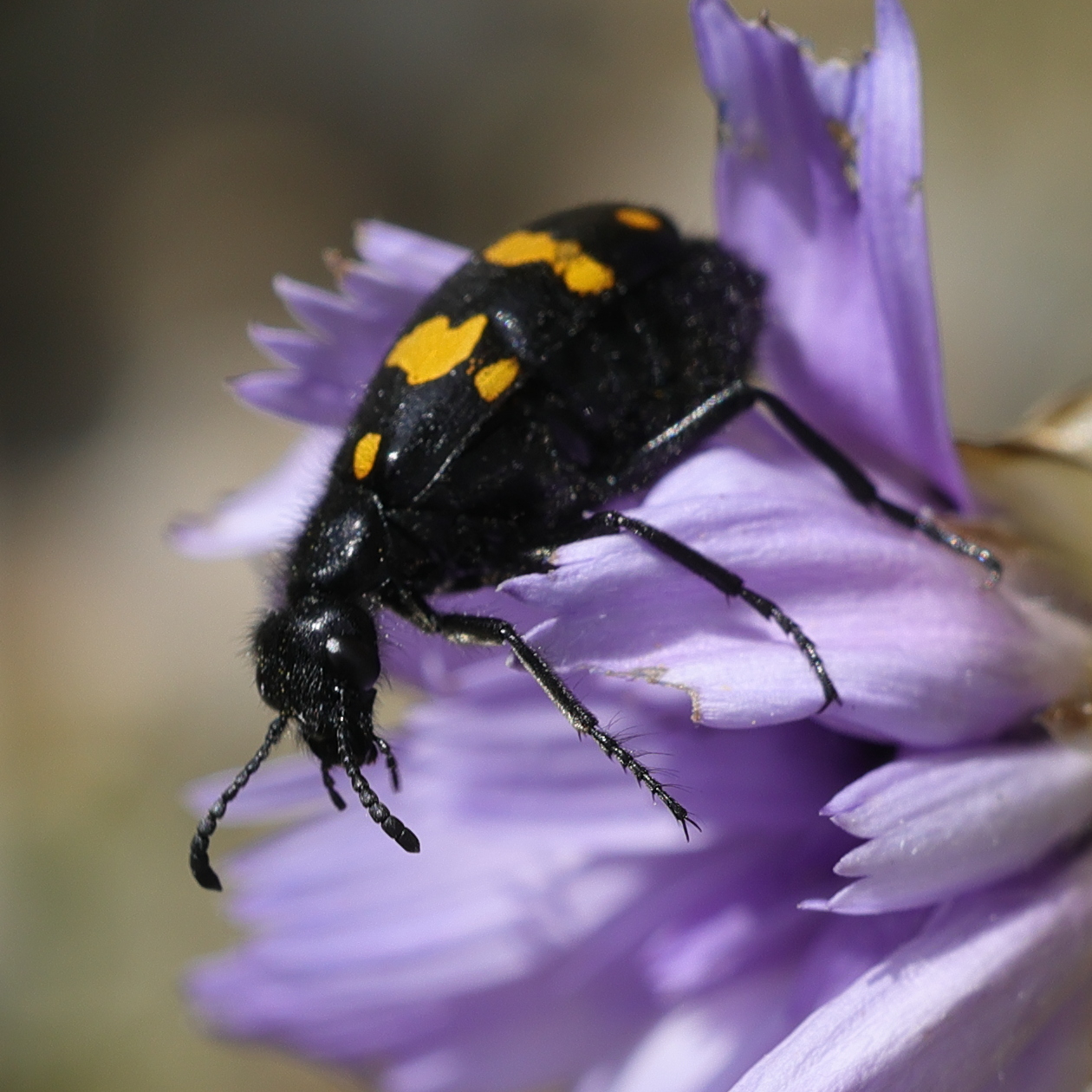 Afficher le média hycleus_polymorphus4md hycleus_polymorphus4md