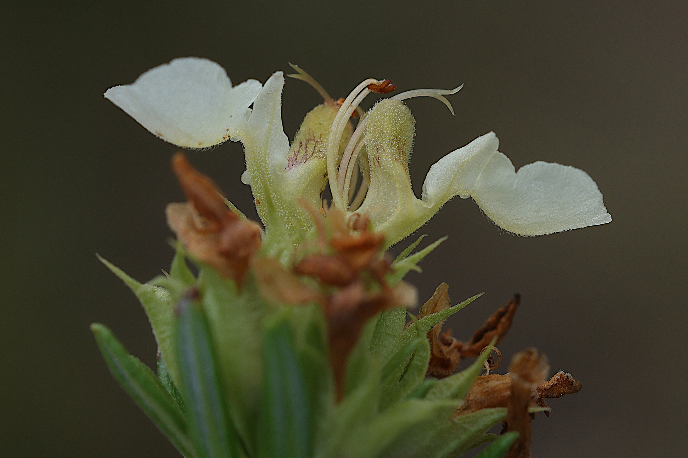 Afficher le média teucrium_montanum2md teucrium_montanum2md