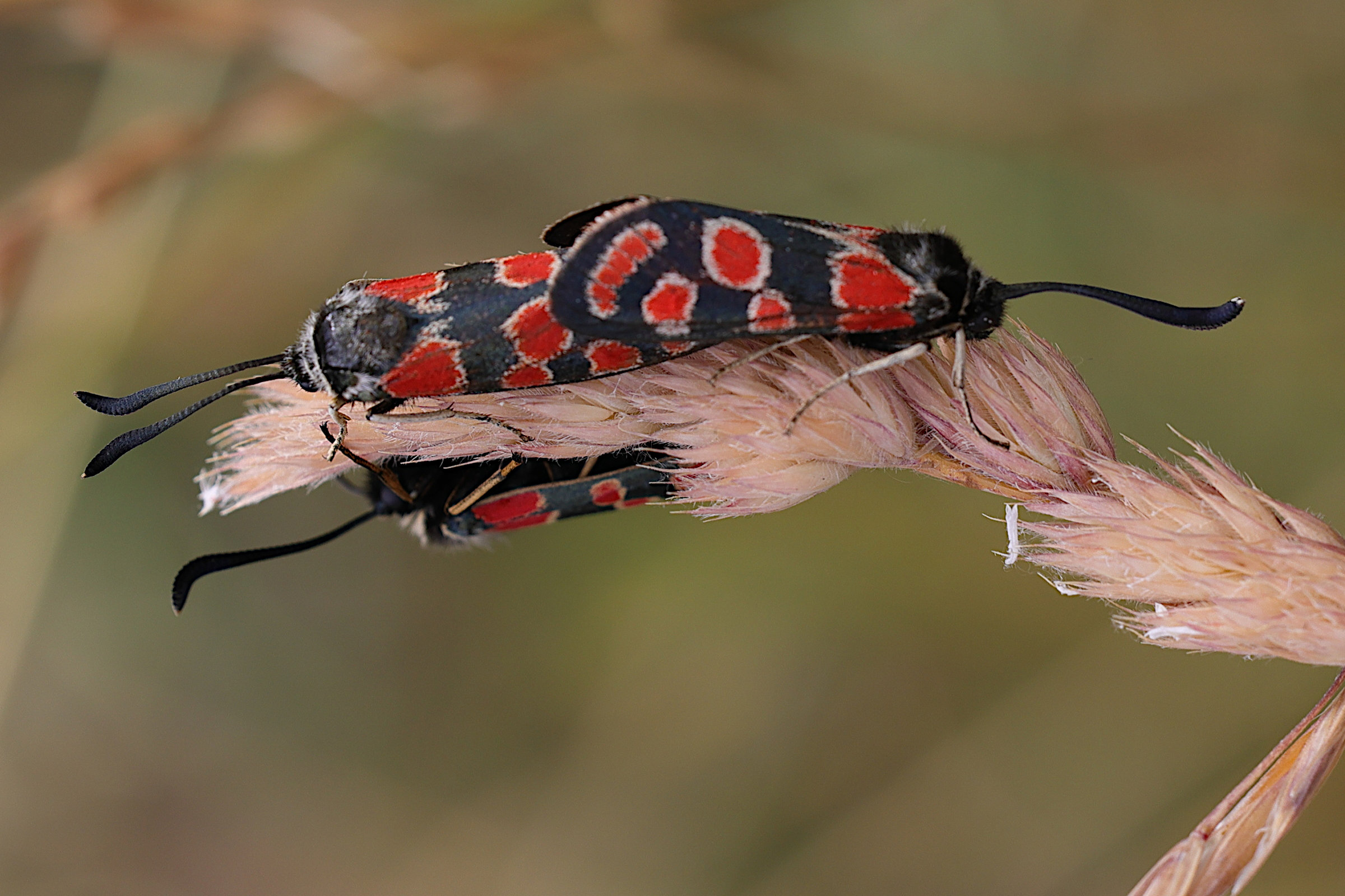 zygaena_carniolica8md