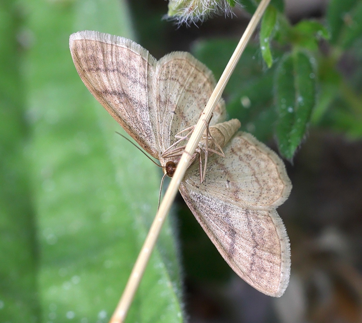 idaea_aversata5md