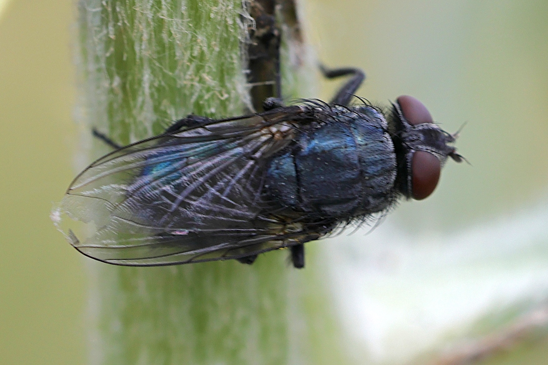 protocalliphora_azurea1mdjpg