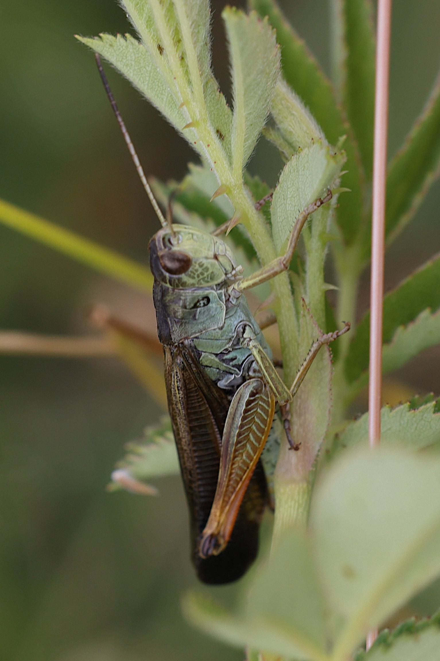 Afficher le média stauroderus_scalaris3md stauroderus_scalaris3md