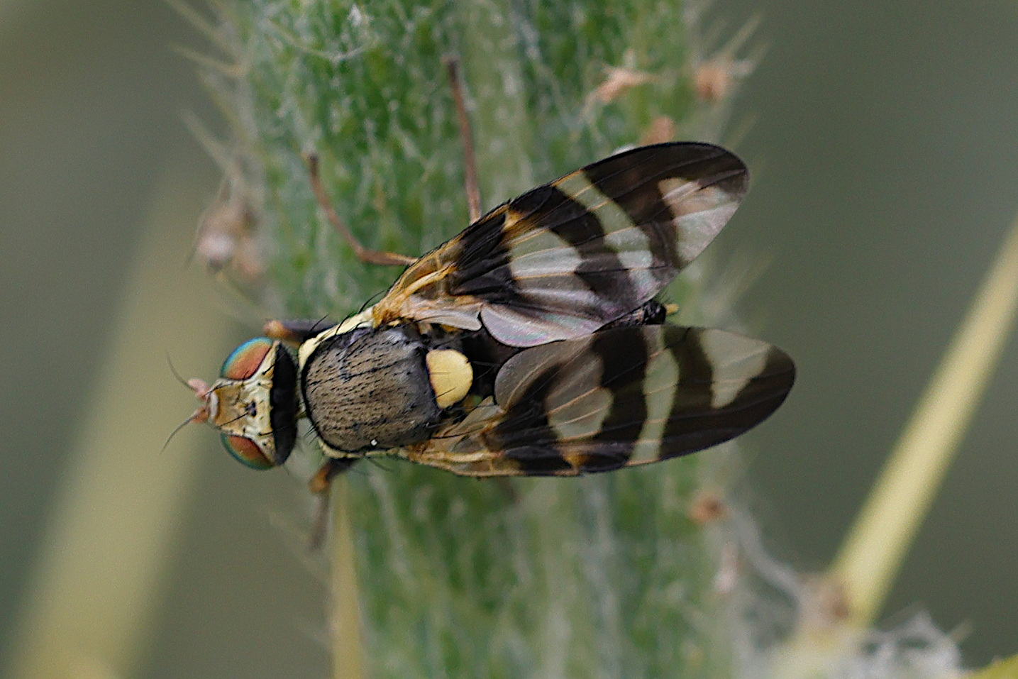 urophora_terebrans1md