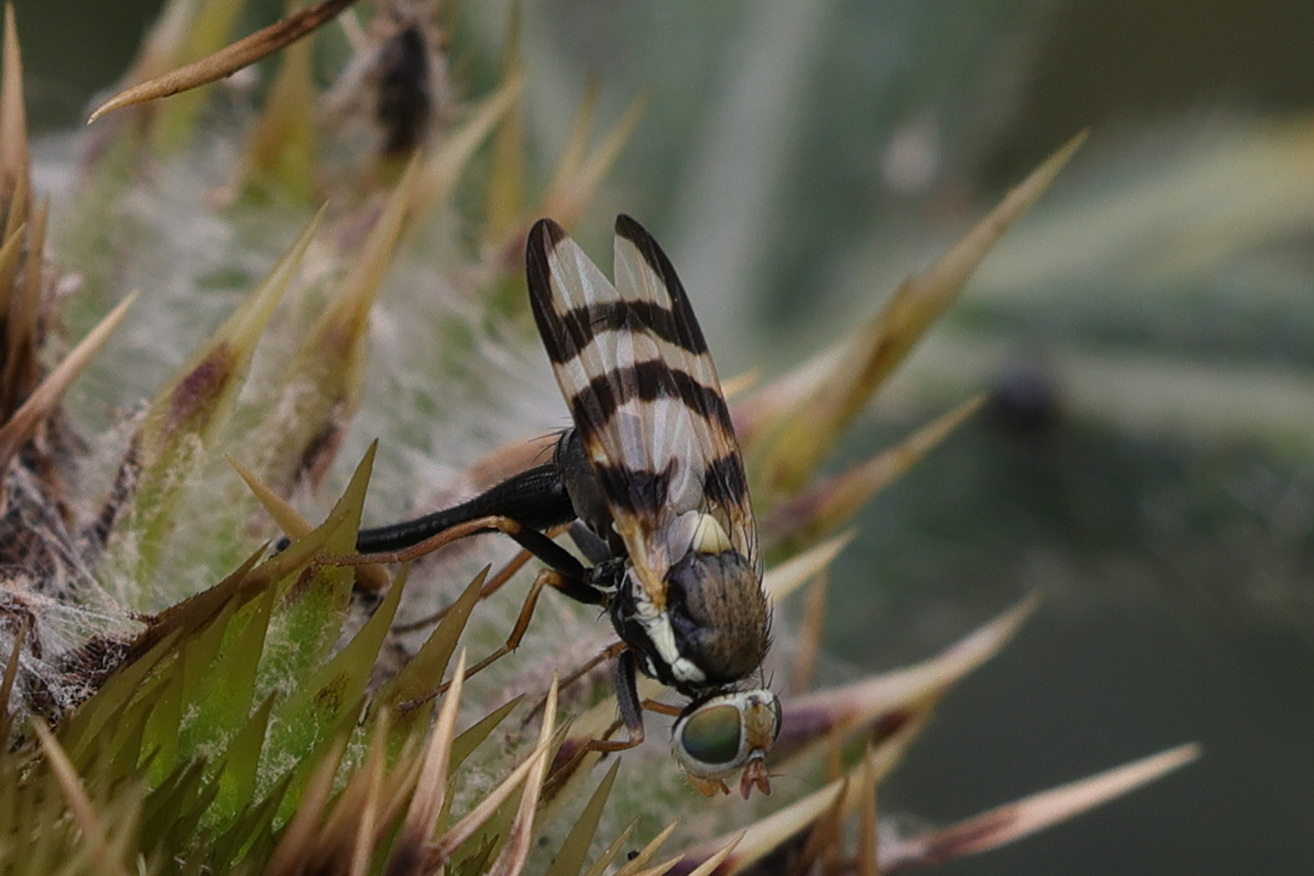 urophora_terebrans2md