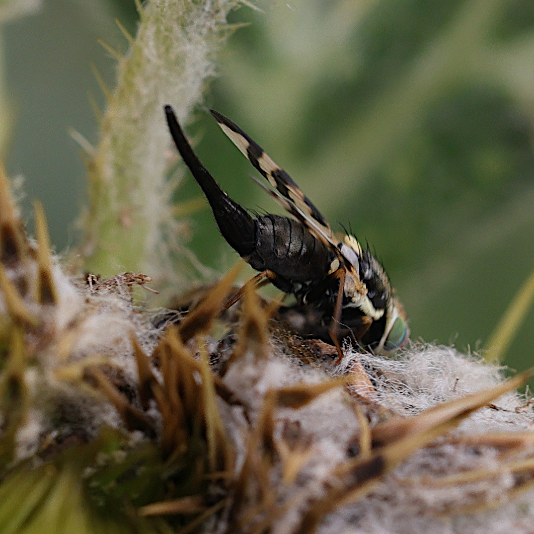 urophora_terebrans3md