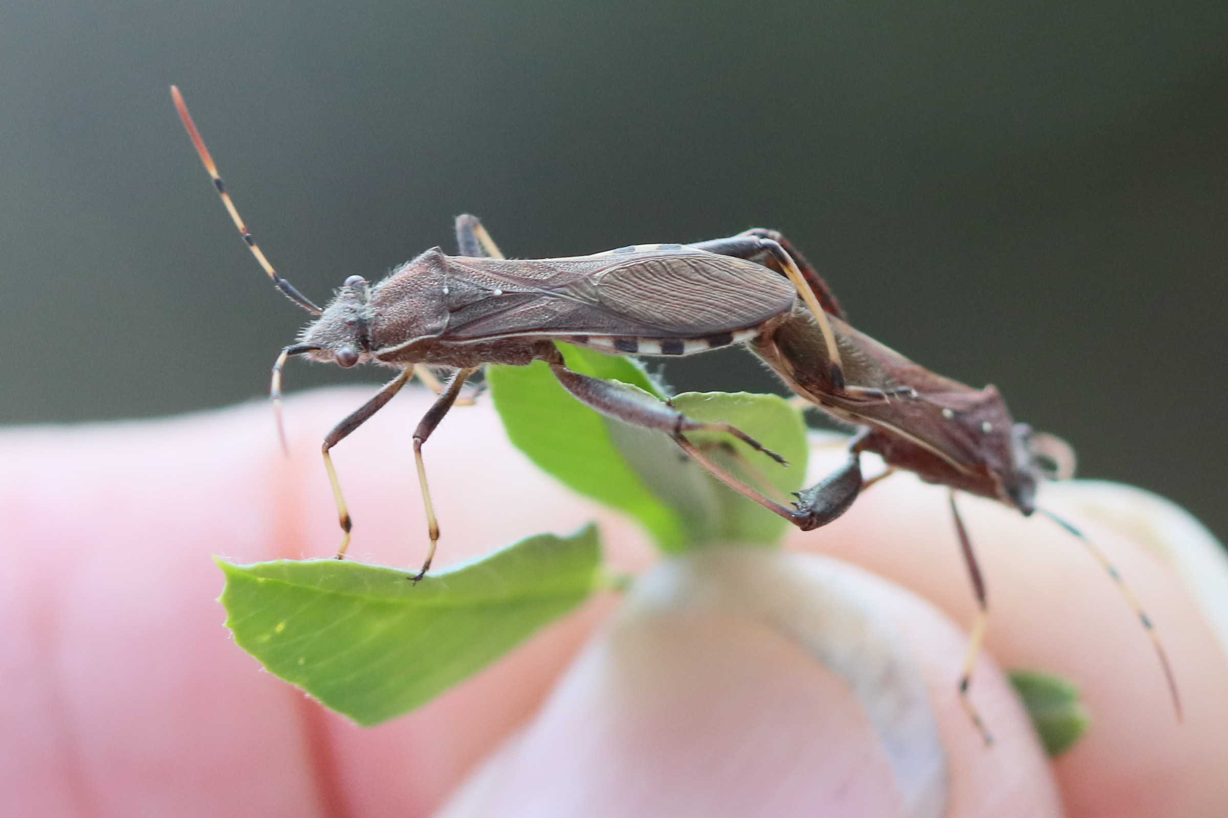 camptopus_lateralis5bd