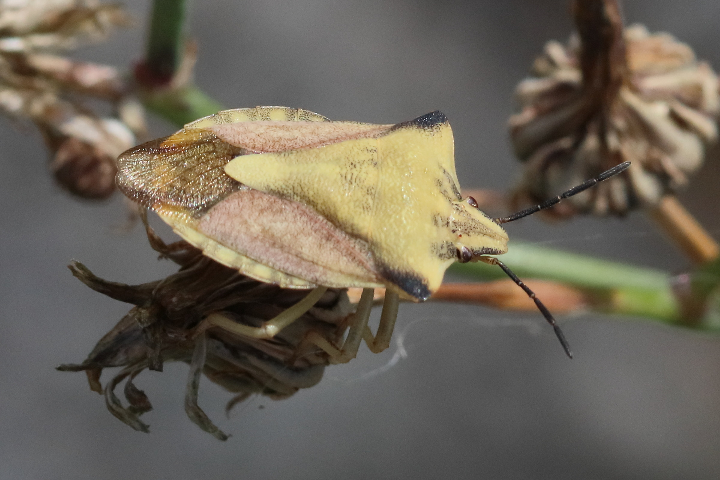 carpocoris_fuscispinus1bd