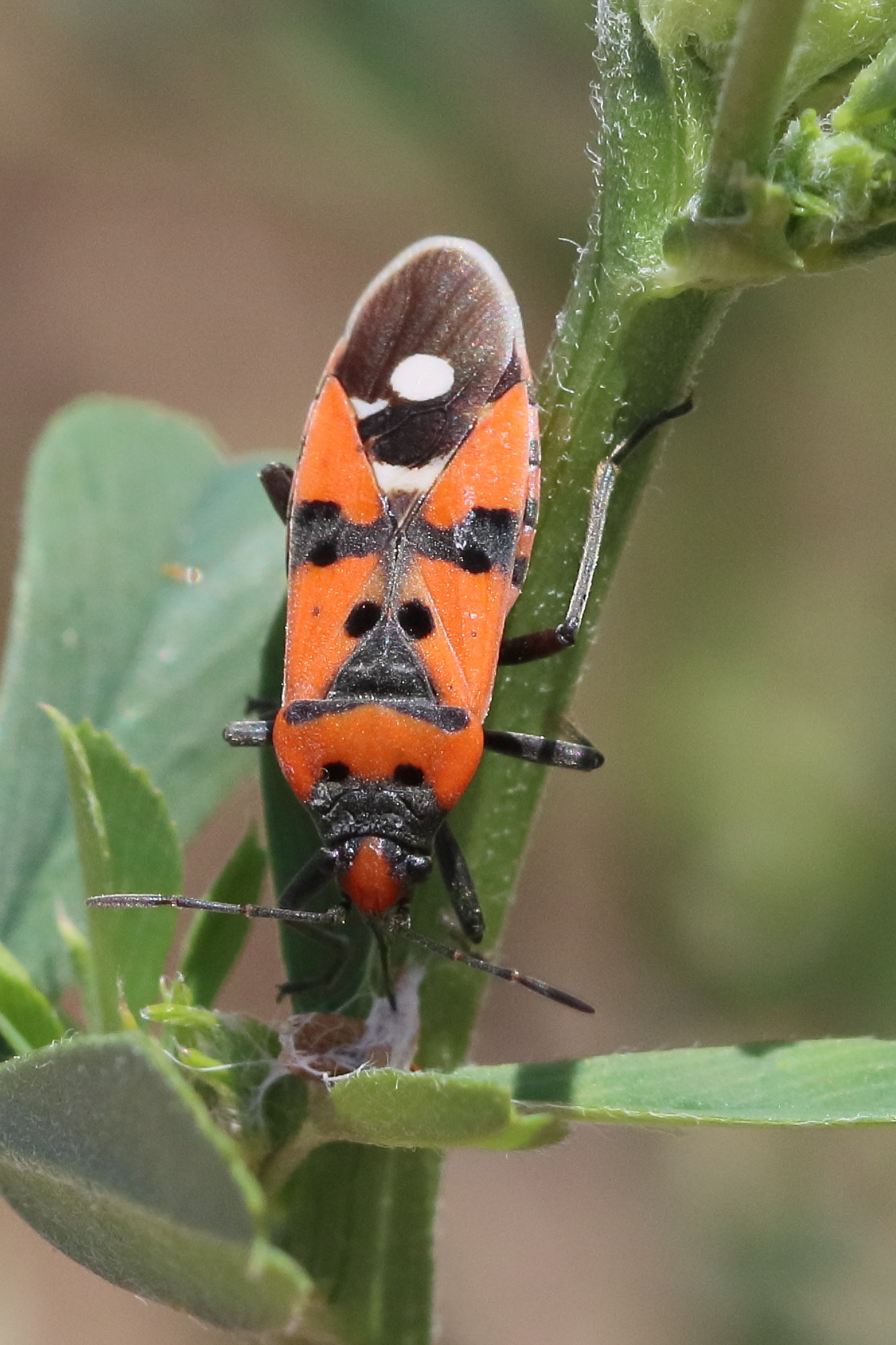 lygaeus_equestris2bd