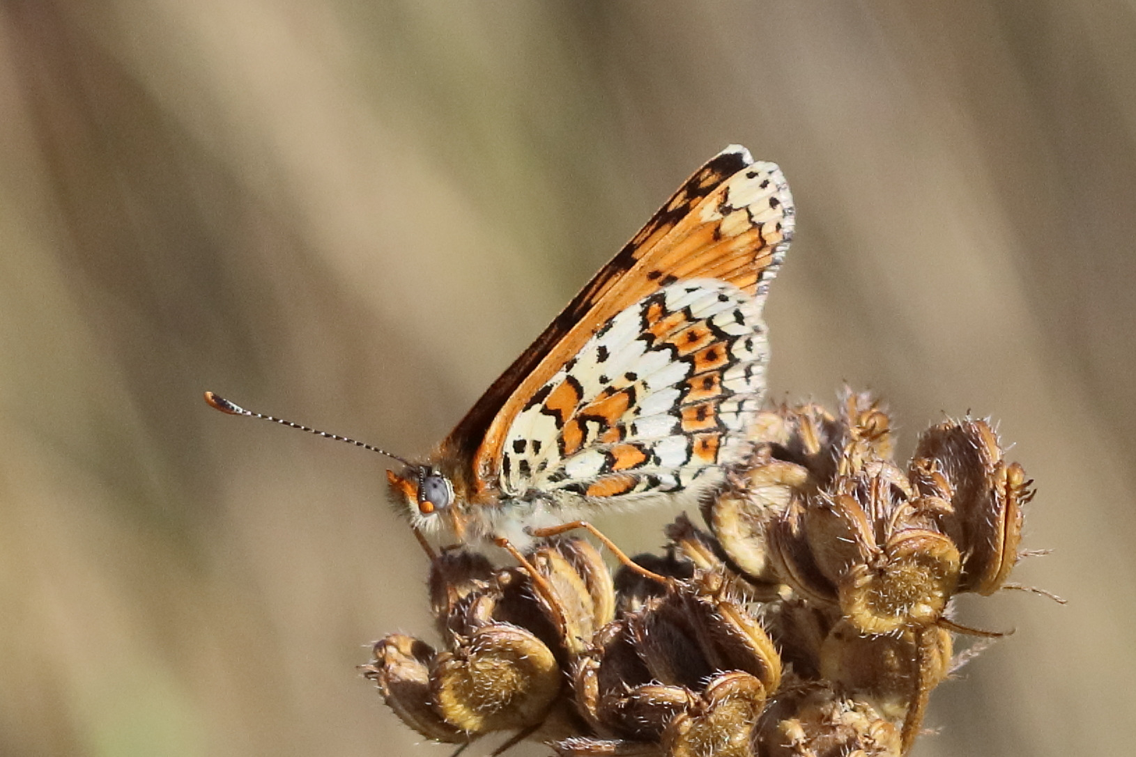 melitaea_cinxia5bdjpg