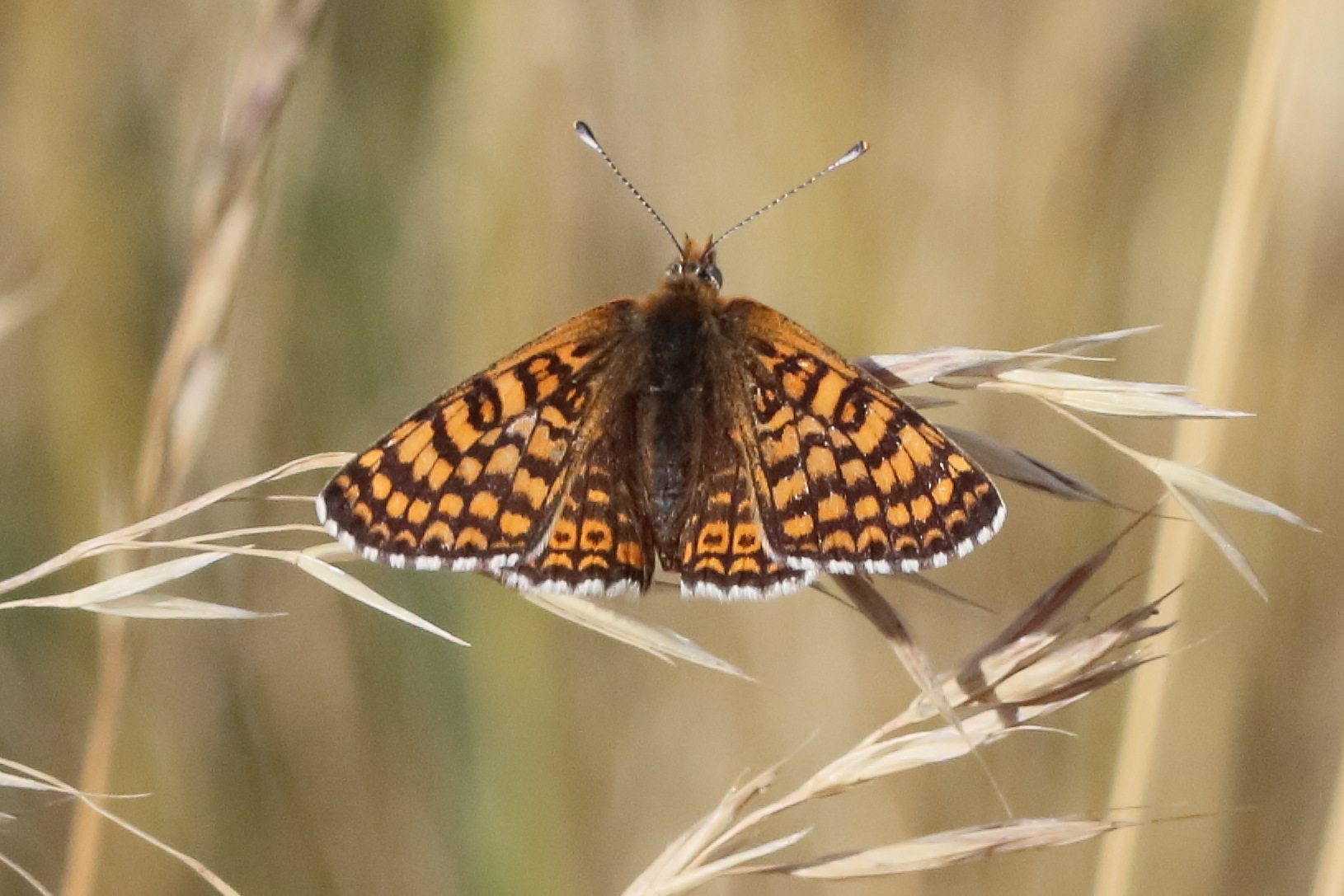 melitaea_cinxia6bd