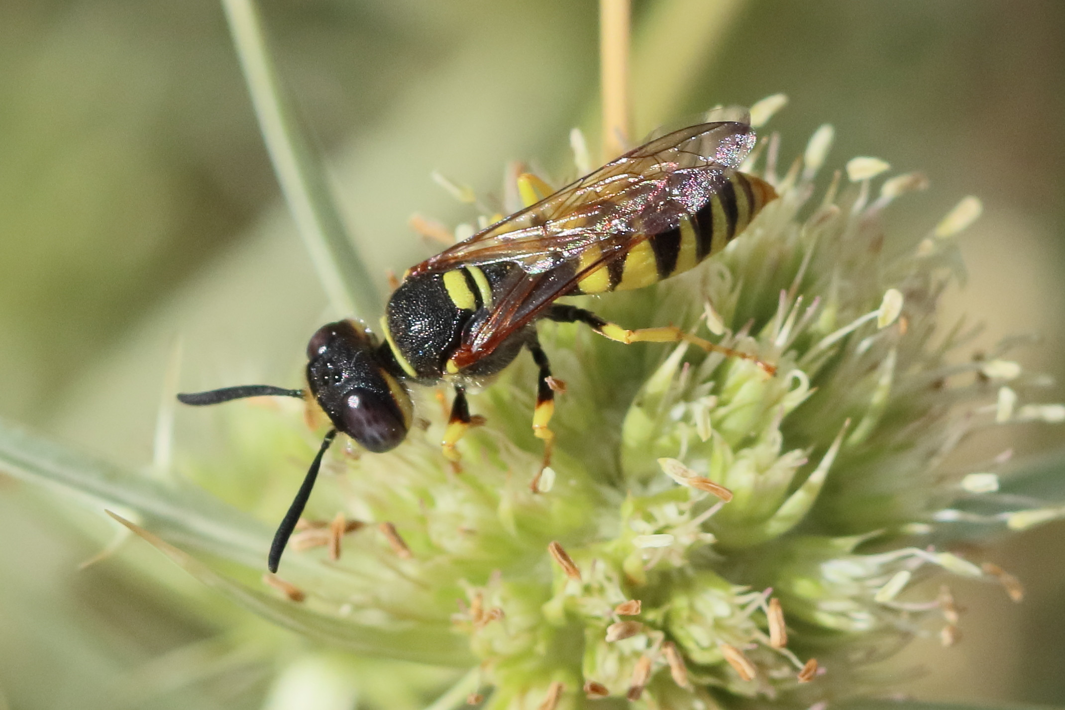 philanthus_triangulum5bd