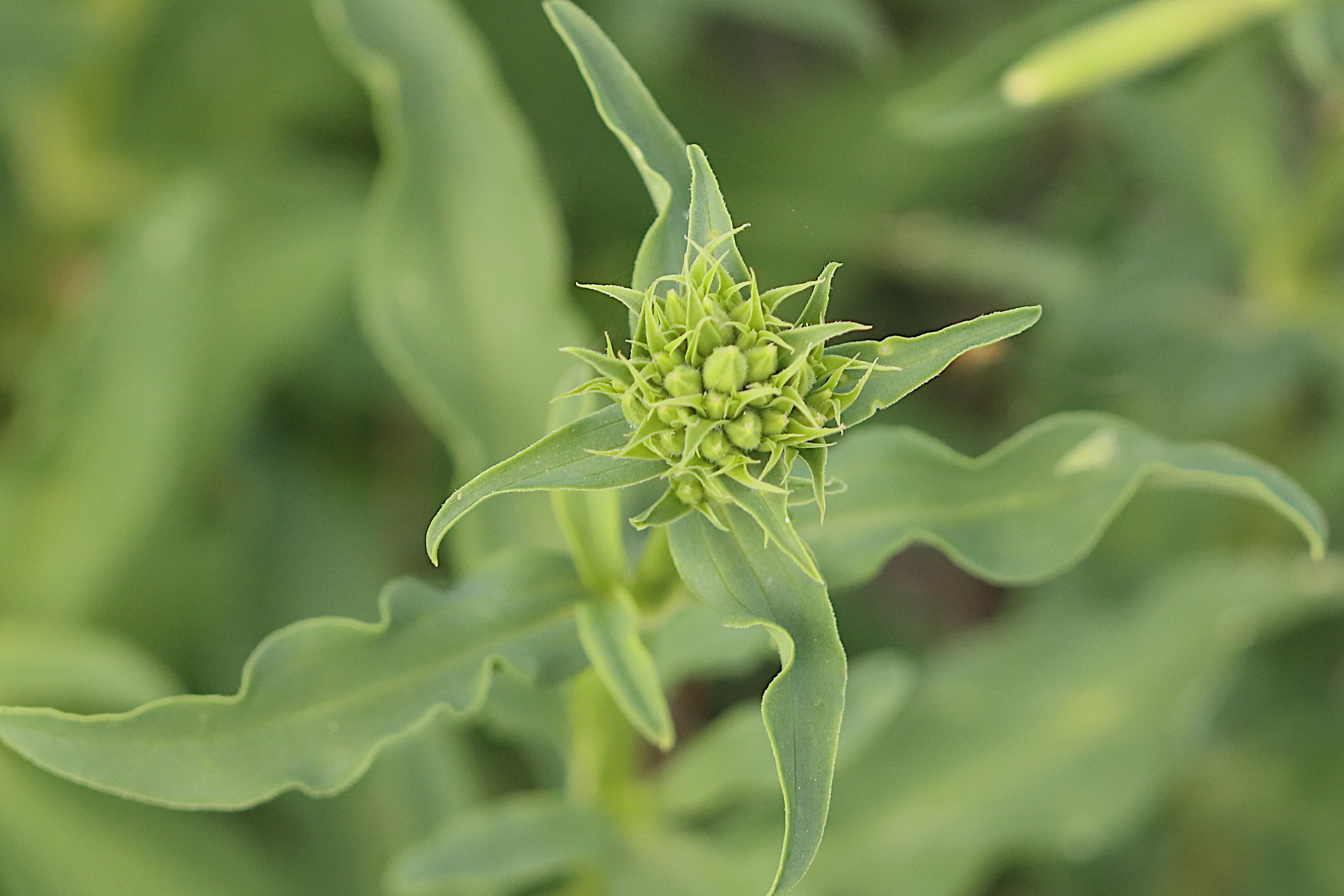 Afficher le média saponaria_officinalis6bd saponaria_officinalis6bd