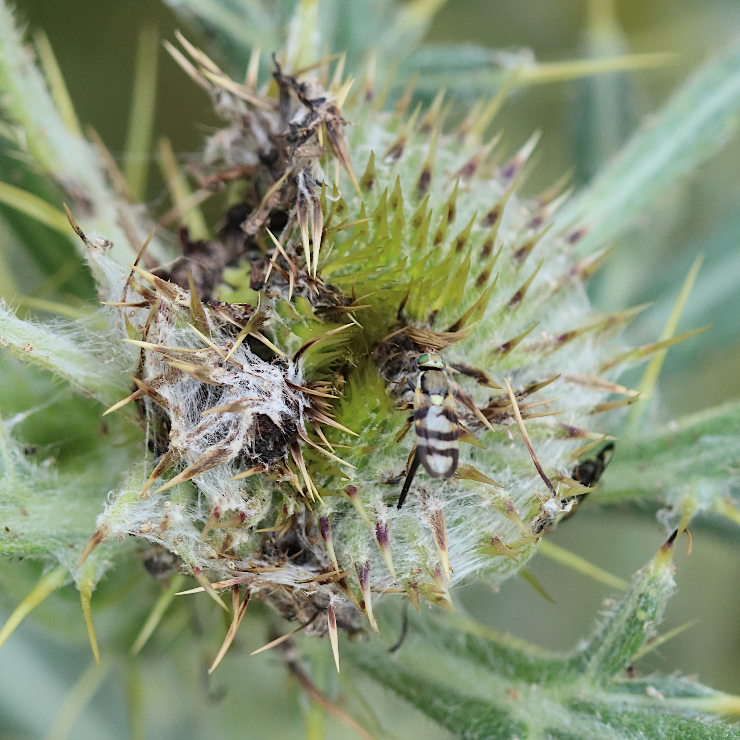 urophora_tenebrans4bd