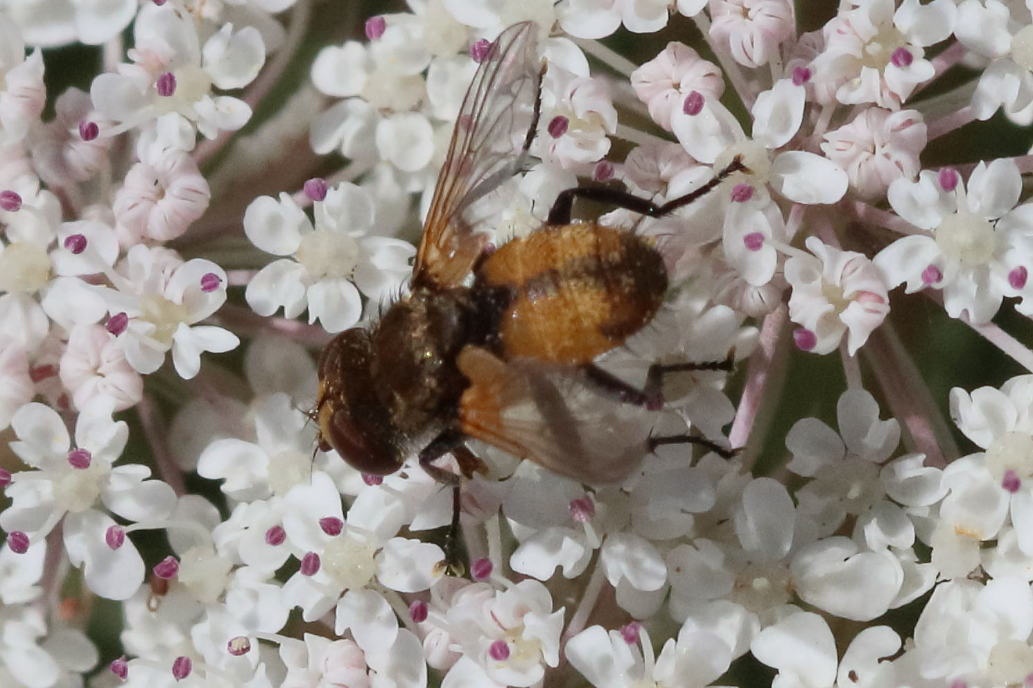 eliozeta_pellucens1bd