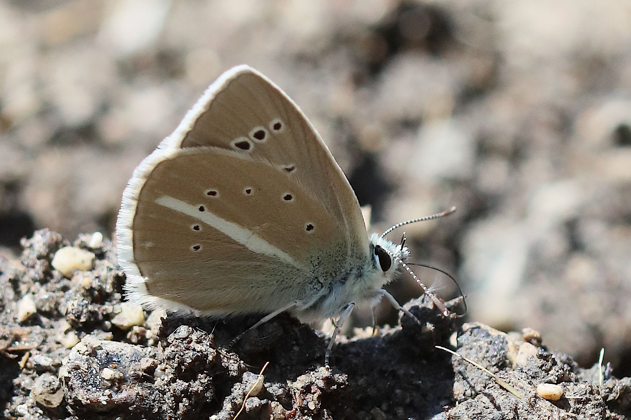 polyommatus_damon1bd