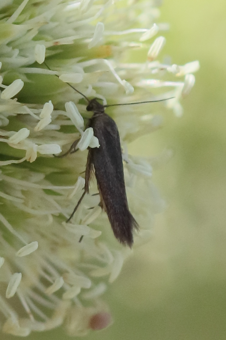 scythris_sp1bd