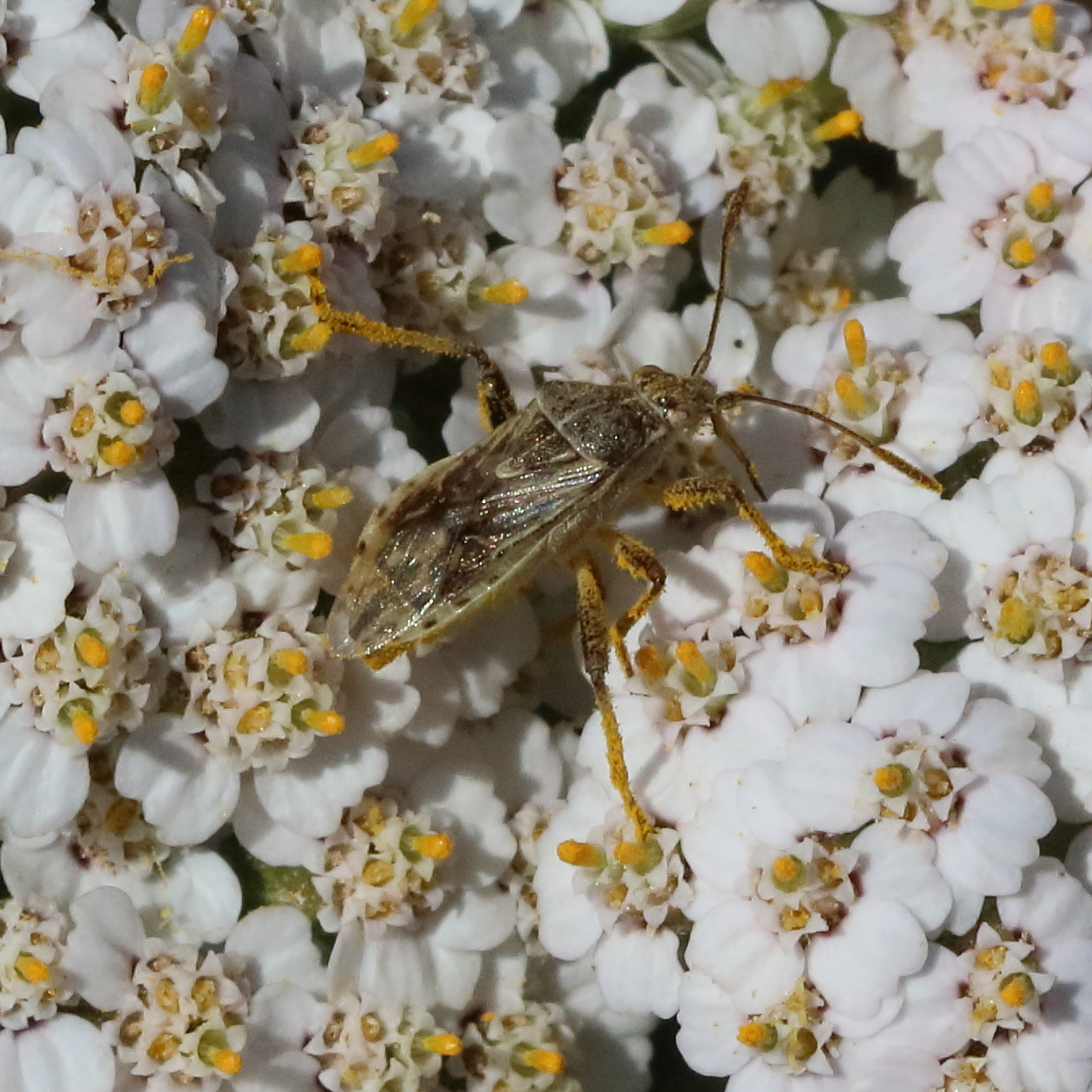 stictopleurus_punctatonervosus4bd