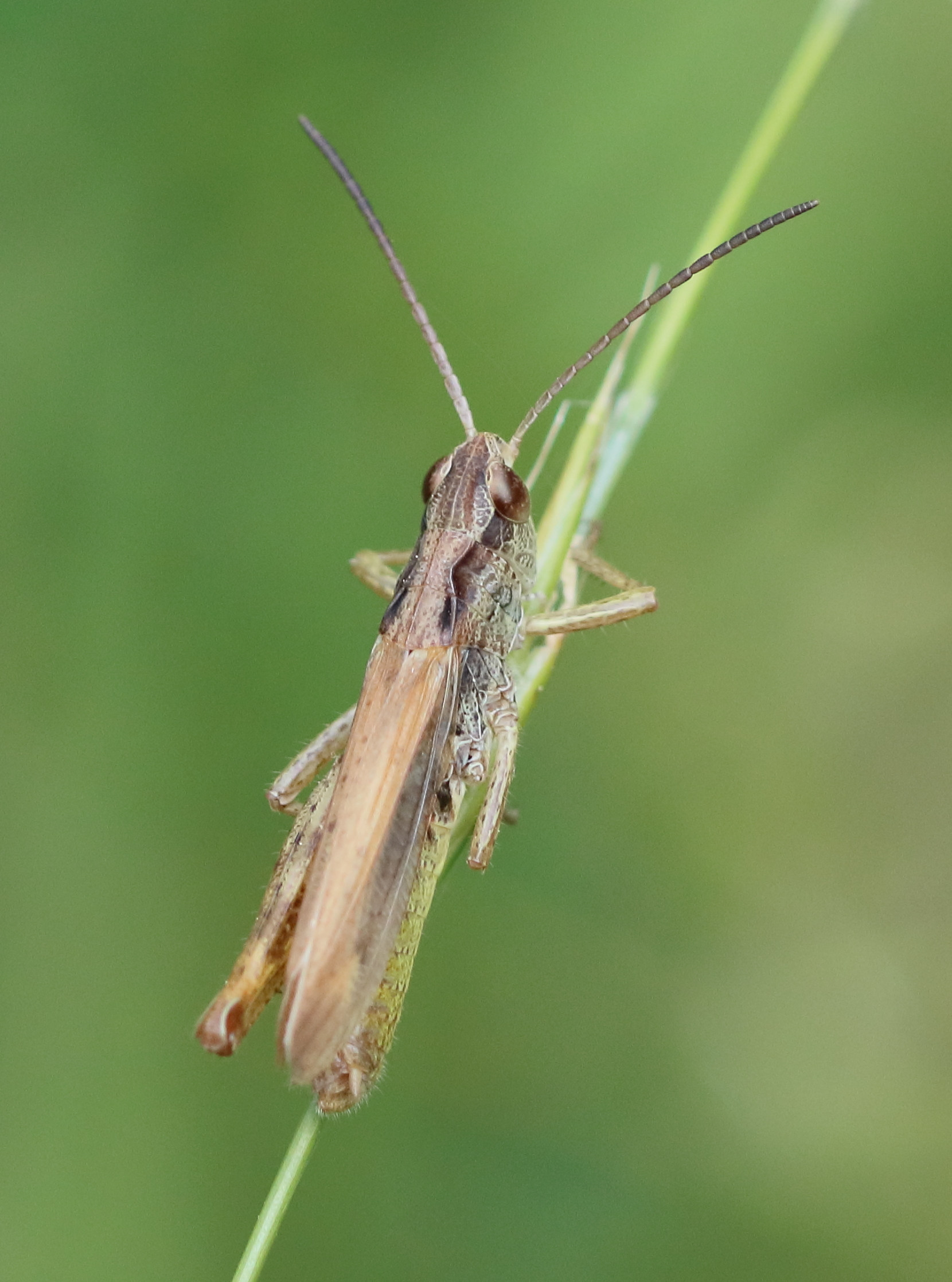 gomphocerippus_apricarius3bd