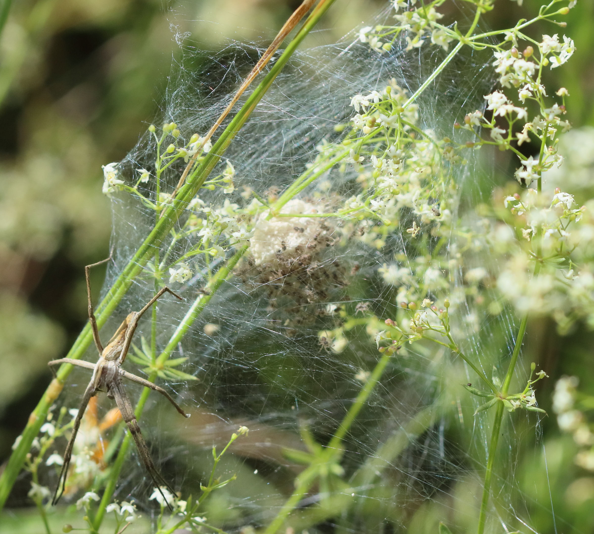 pisaura_mirabilis13bd