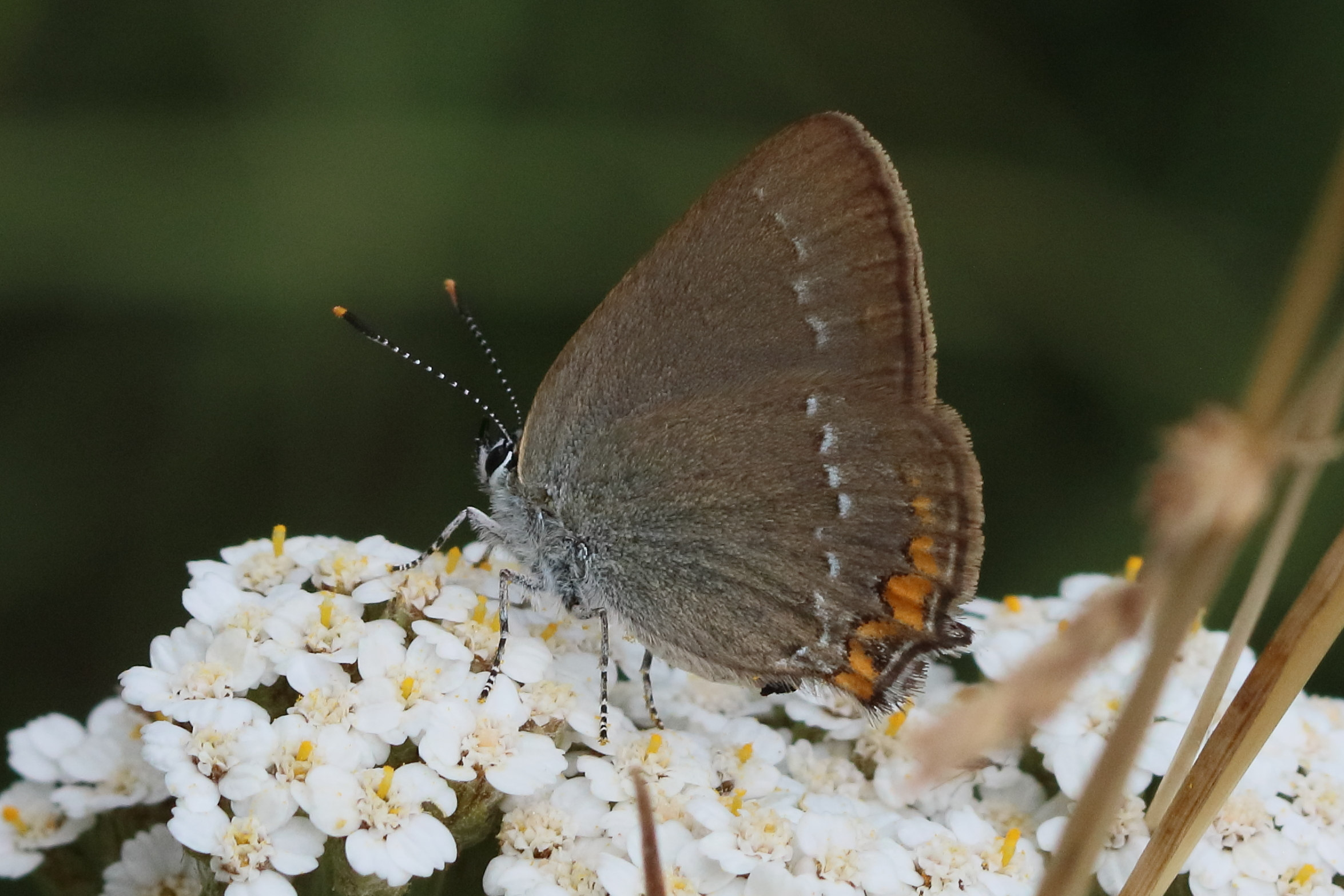 satyrium_acaciae2bd
