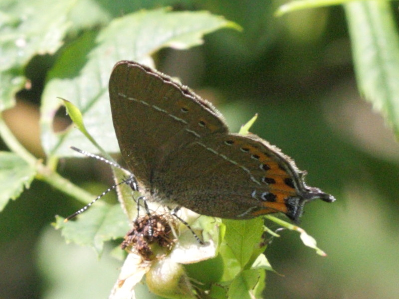 Afficher le média satyrium_pruni1bd satyrium_pruni1bd