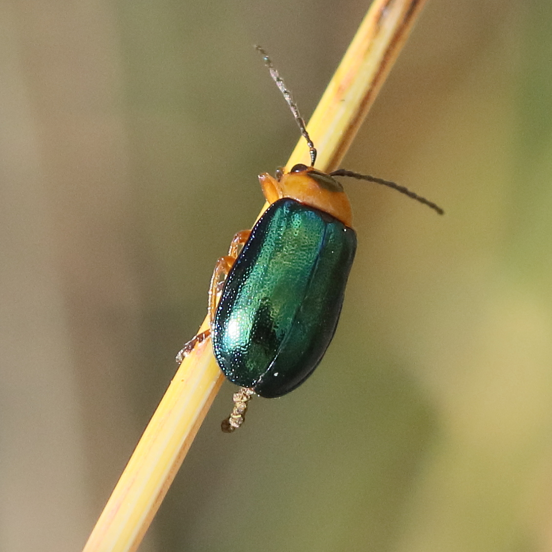 Afficher le média sermylassa_halensis2bd sermylassa_halensis2bd