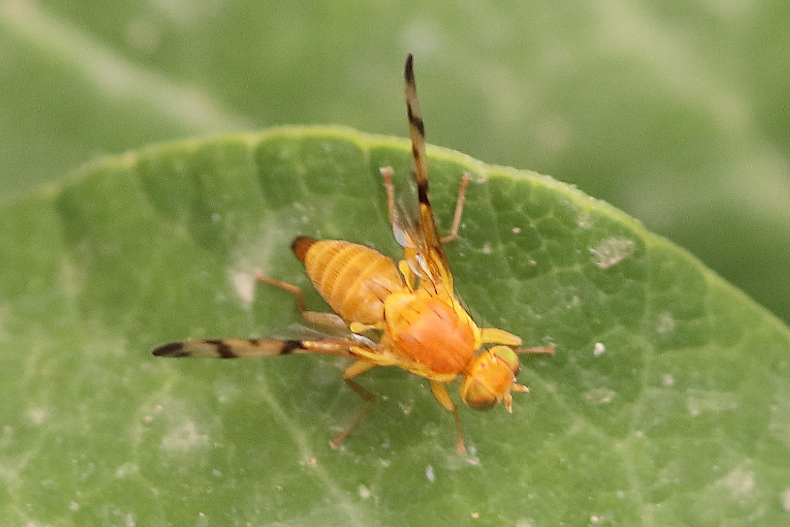 strauzia_longipennis1bd