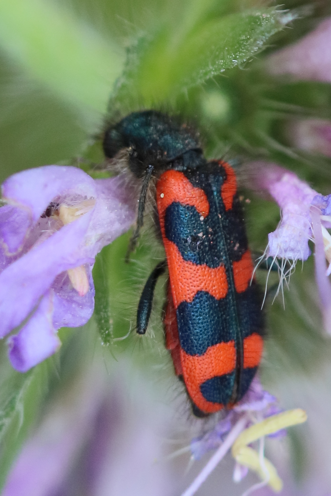 trichodes_alvearius2bd