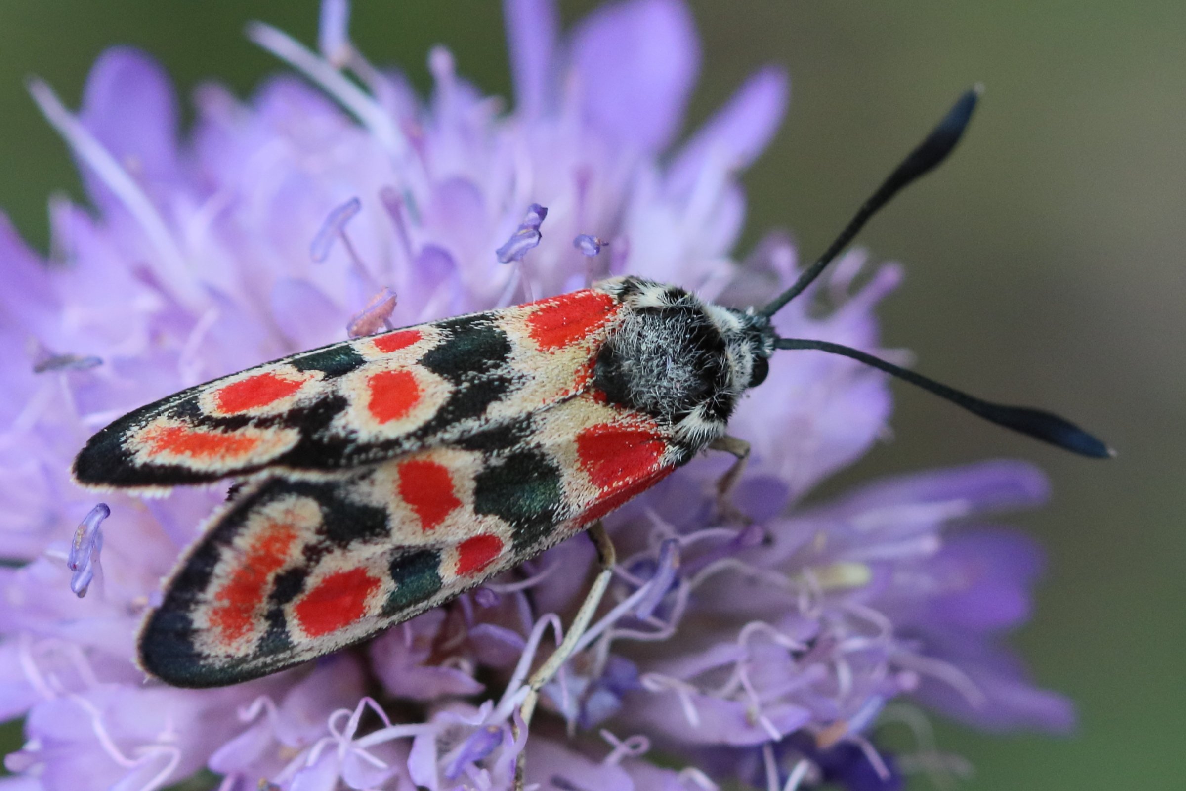 zygaena_carniolica6bd