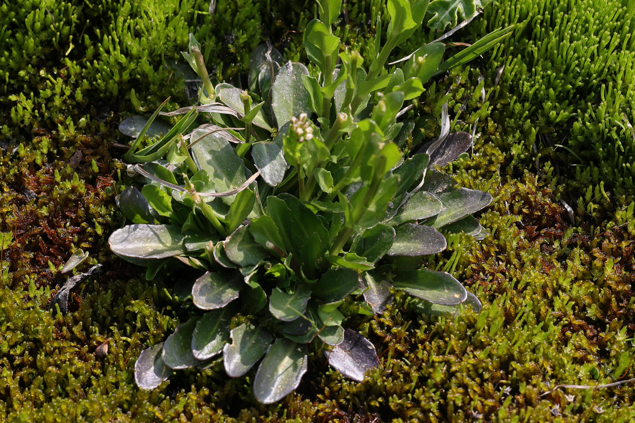 arabis_soyeri_subcoriacea1md