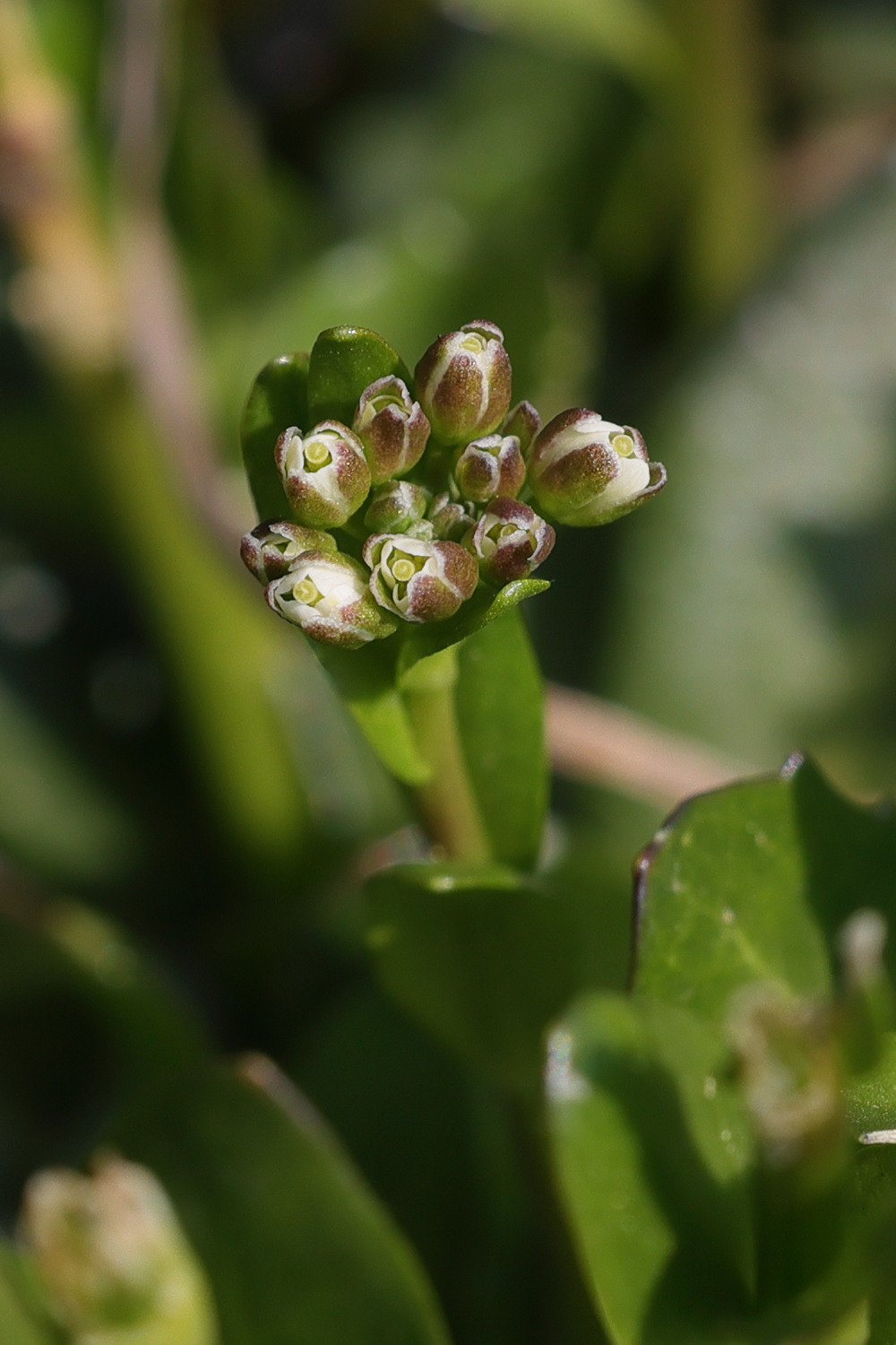 arabis_soyeri_subcoriacea2md