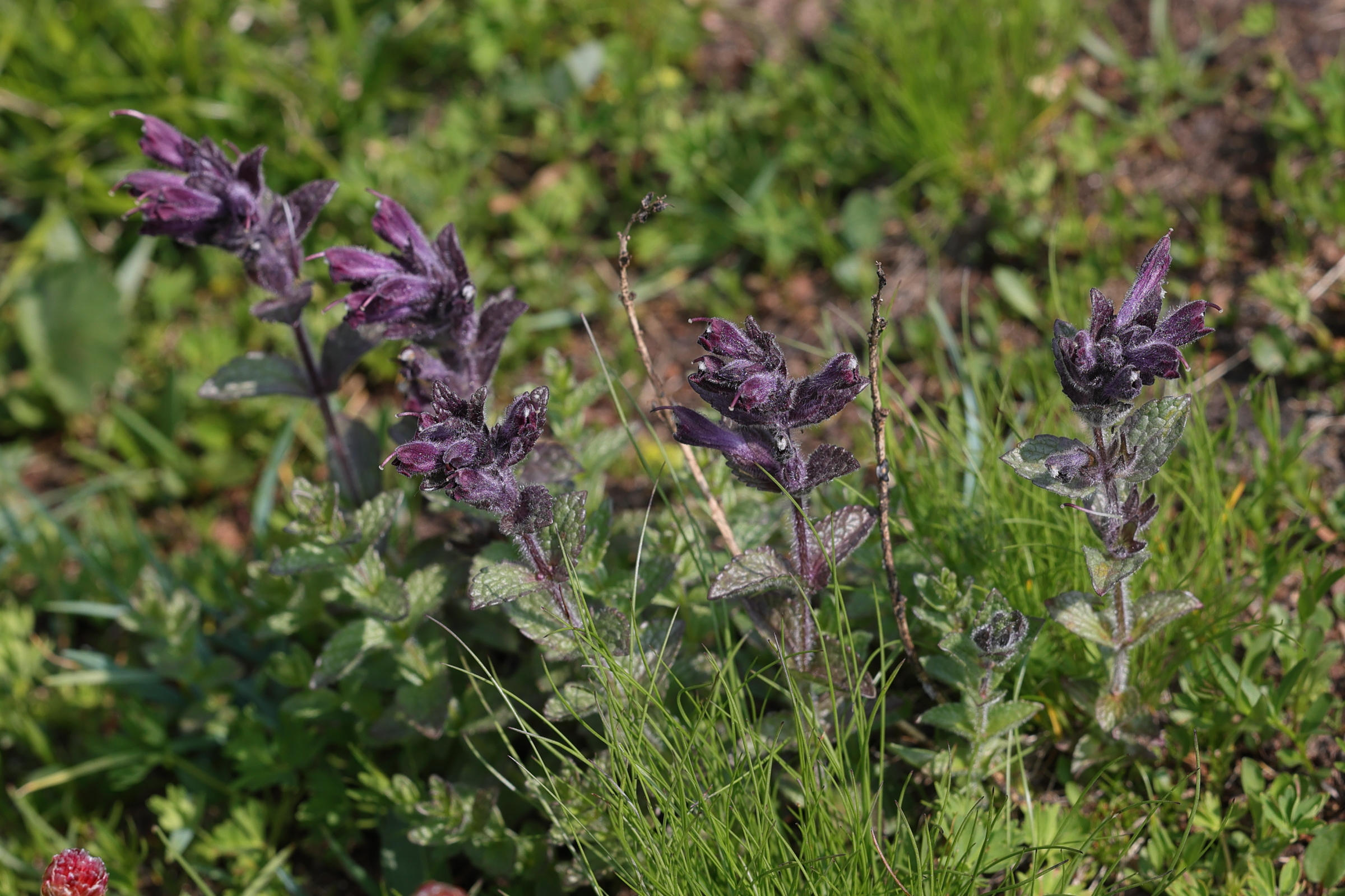 Afficher le média bartsia_alpina1md bartsia_alpina1md