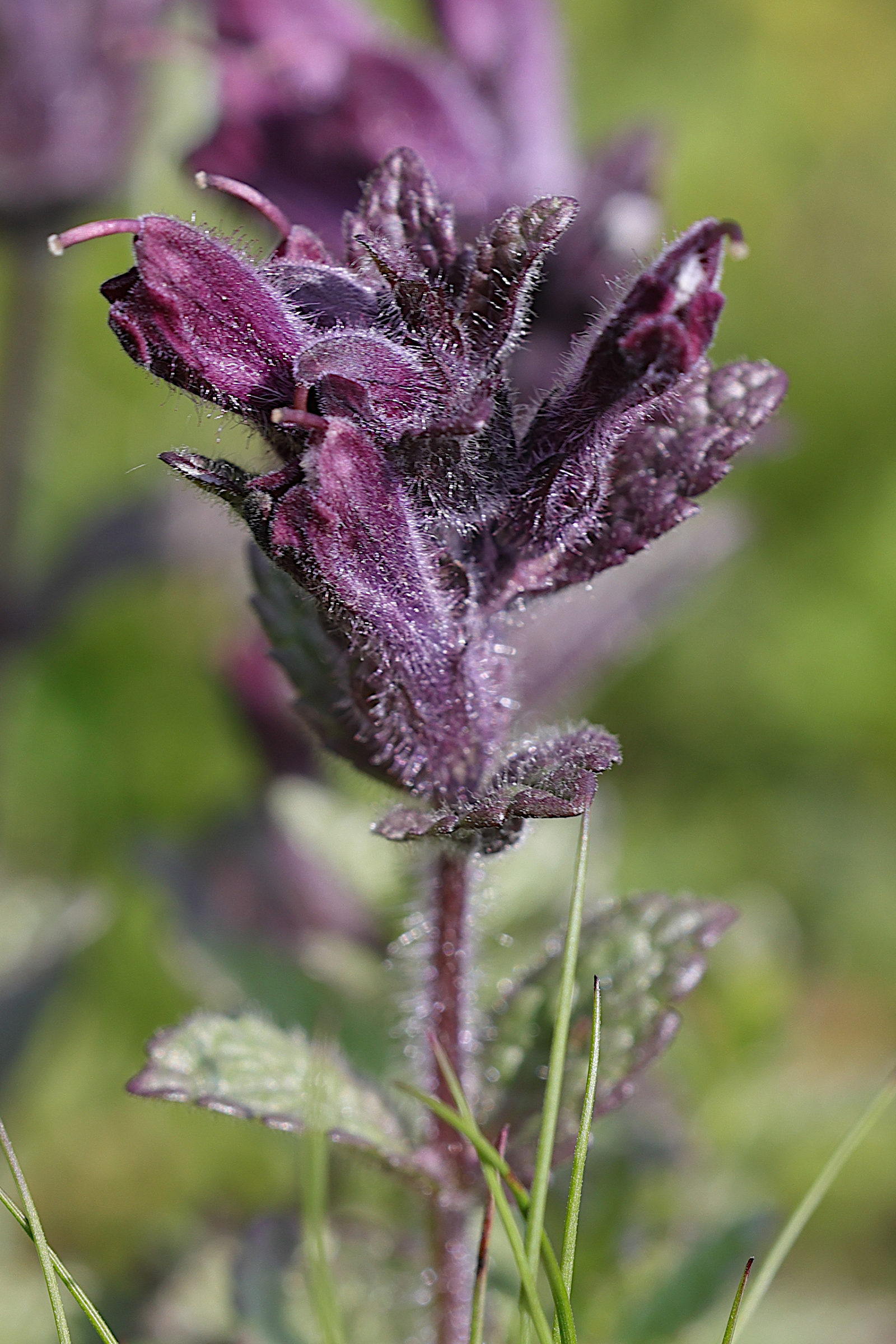 Afficher le média bartsia_alpina2md bartsia_alpina2md