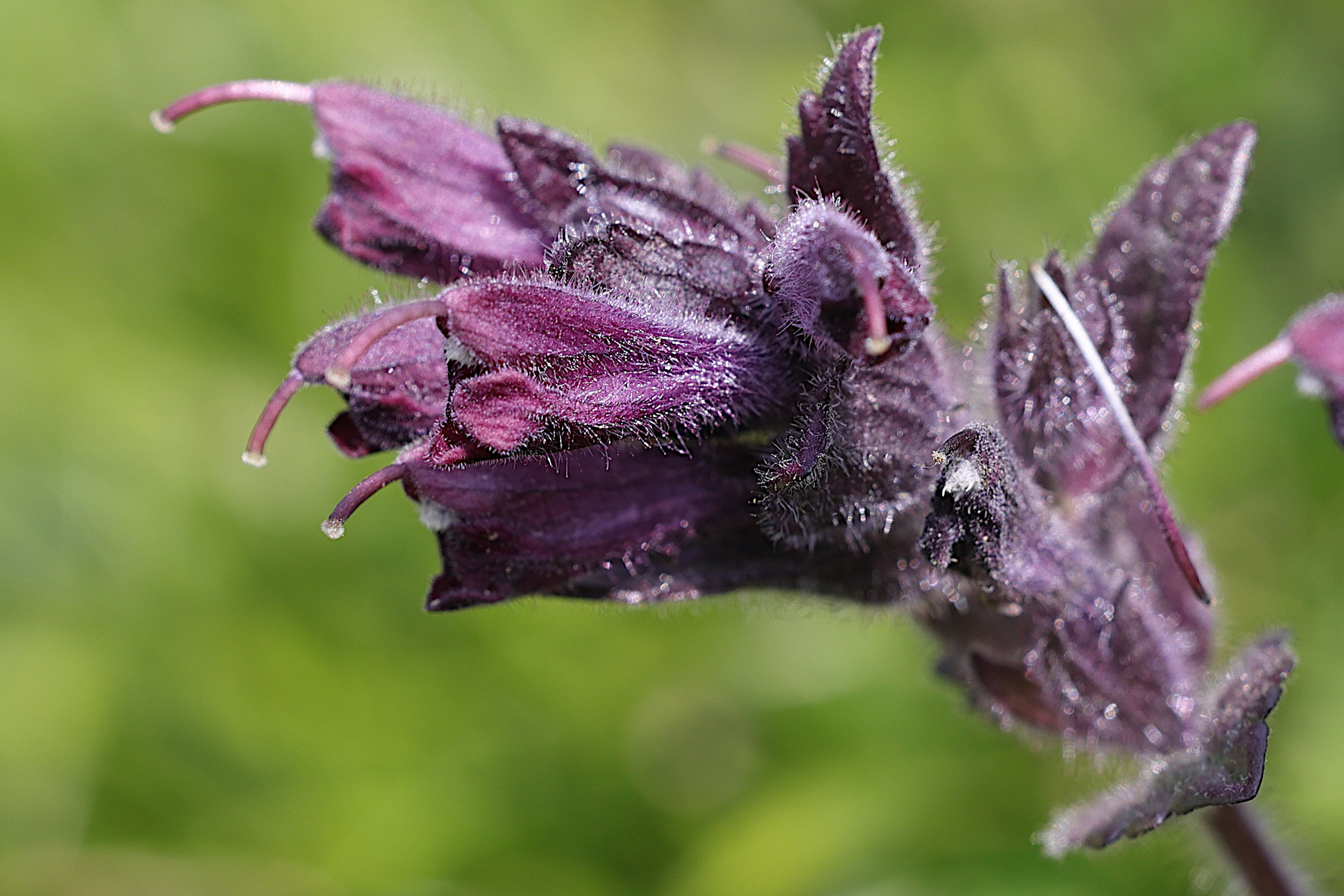 Afficher le média bartsia_alpina4md bartsia_alpina4md