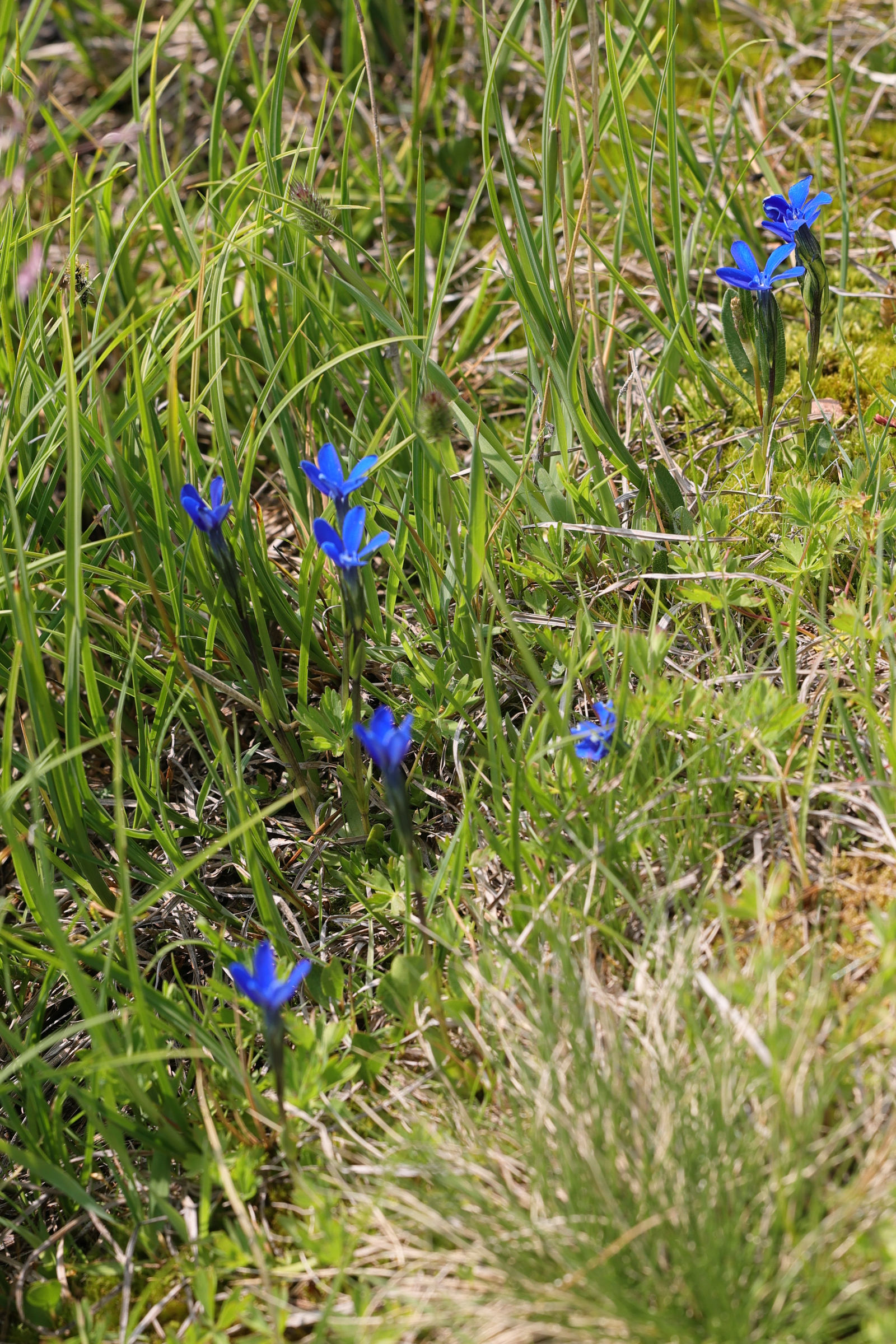 Afficher le média gentiana_rostanii1md gentiana_rostanii1md