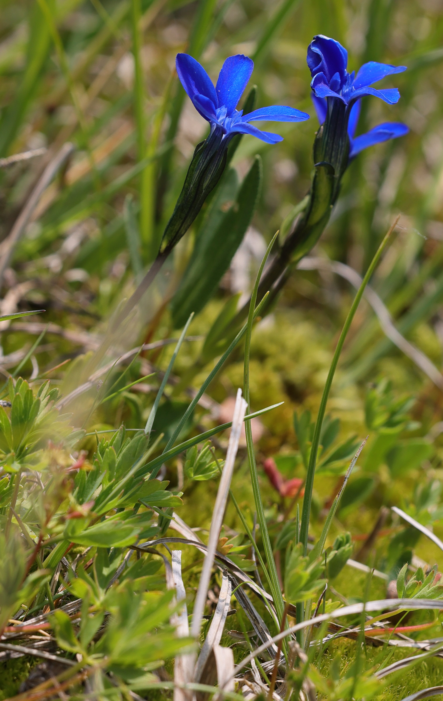 Afficher le média gentiana_rostanii2md gentiana_rostanii2md