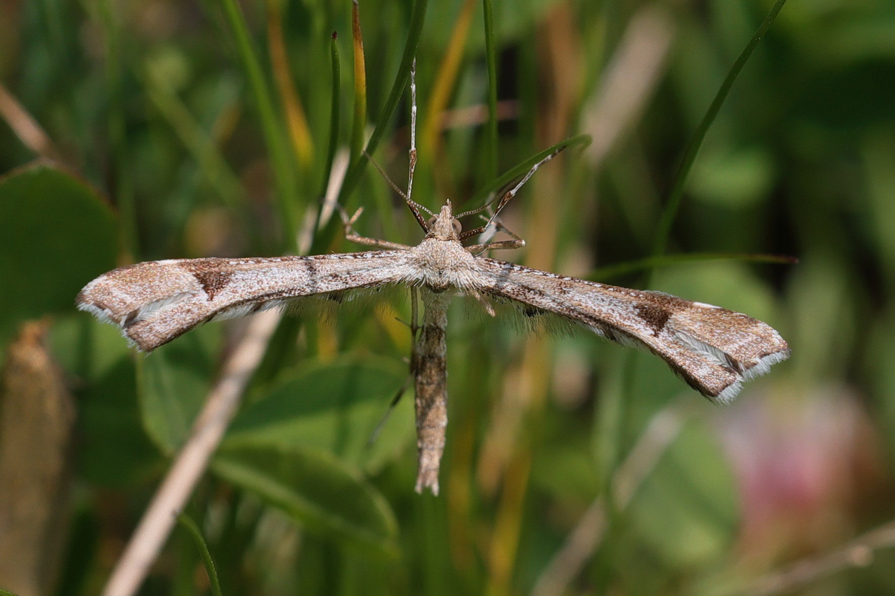 Afficher le média platyptilia_gonodactyla2md platyptilia_gonodactyla2md