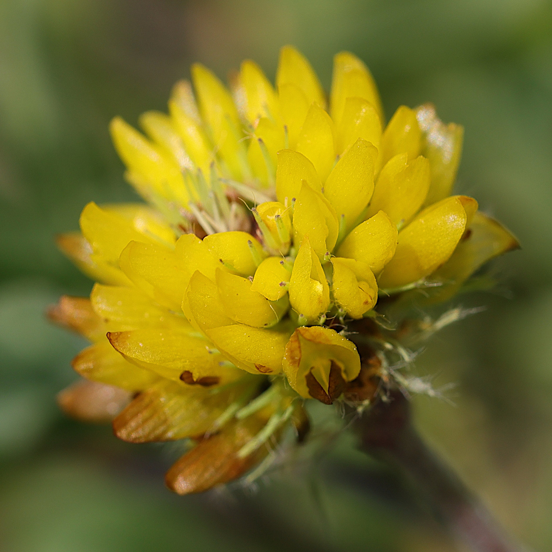 Afficher le média trifolium_badium4md trifolium_badium4md