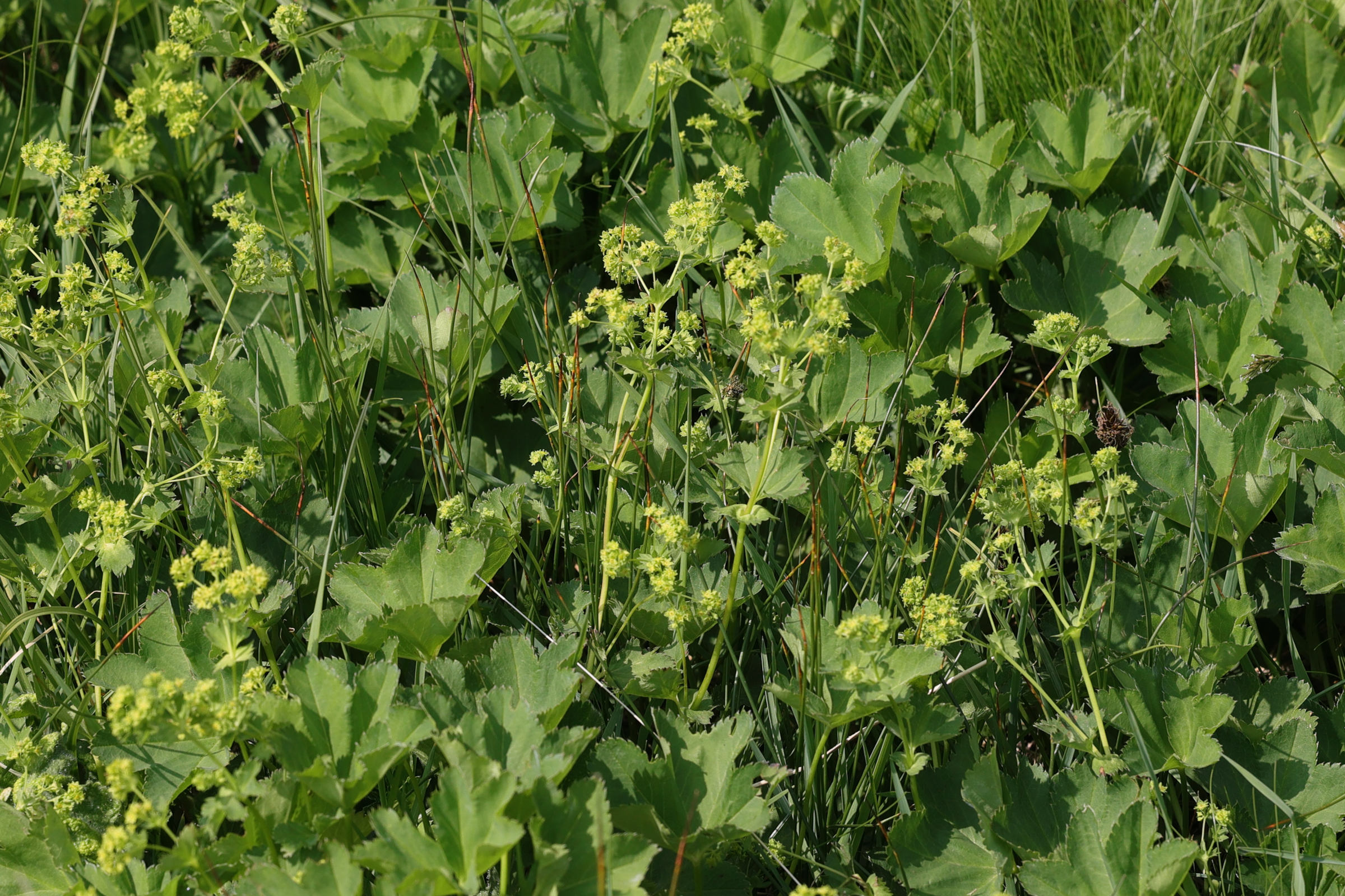 alchemilla_glabra1md