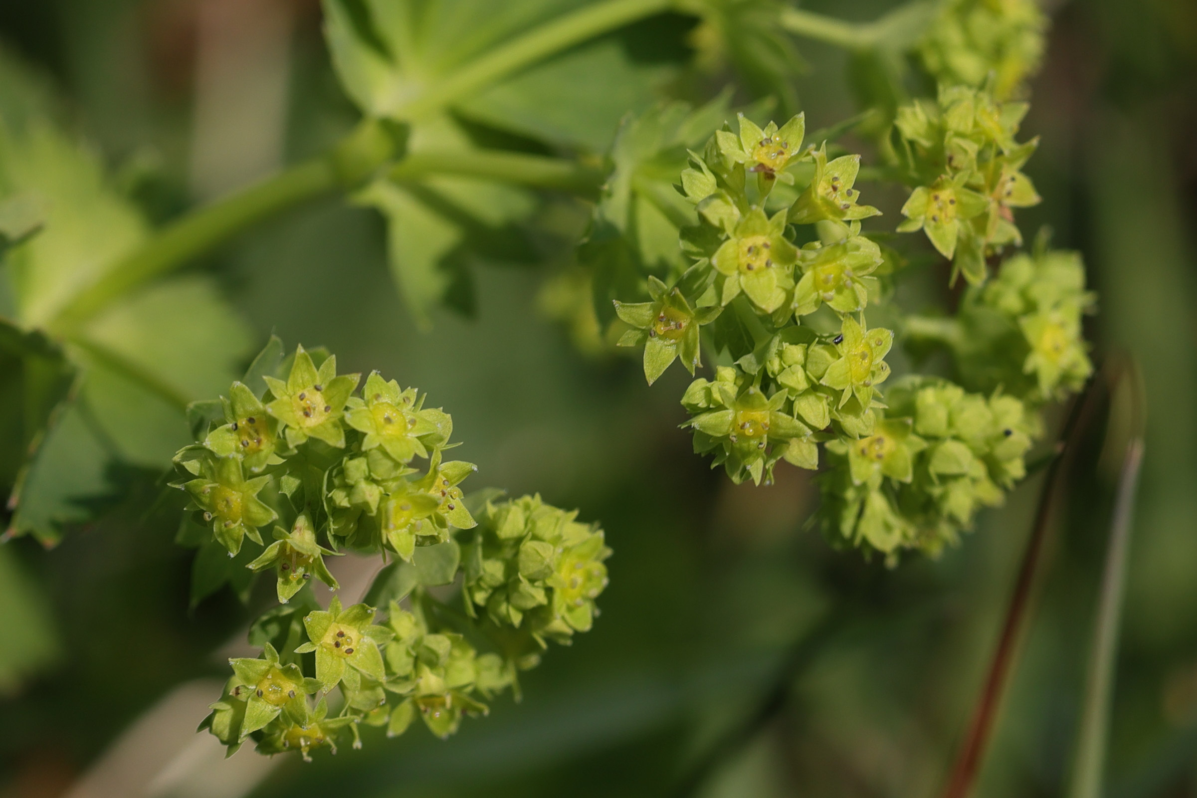 alchemilla_glabra2md