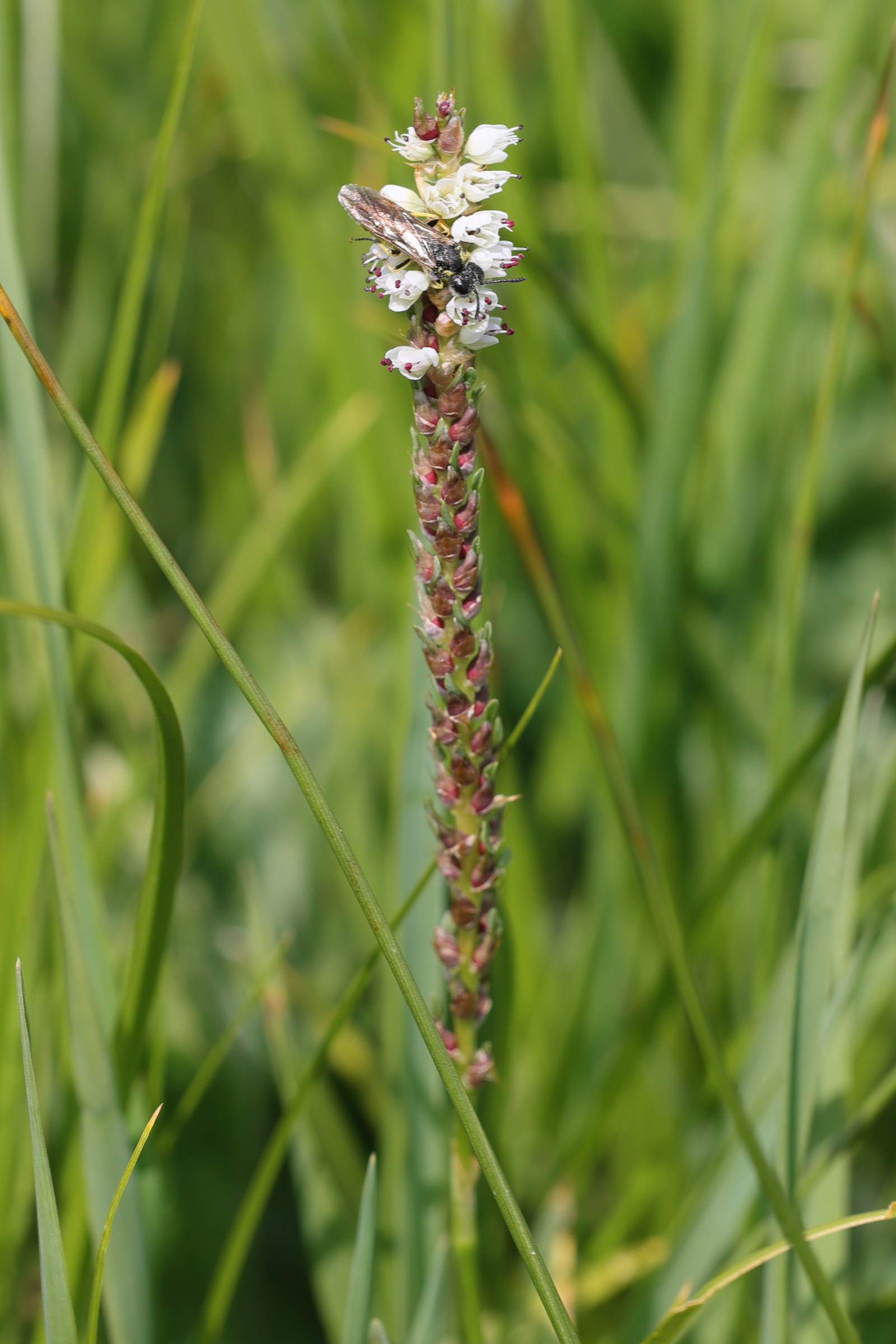 Afficher le média bistorta_vivipara4md bistorta_vivipara4md