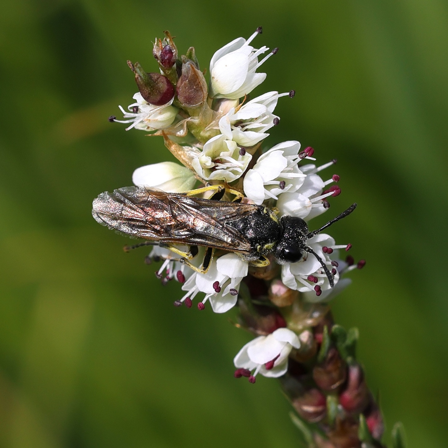 Afficher le média bistorta_vivipara5md bistorta_vivipara5md