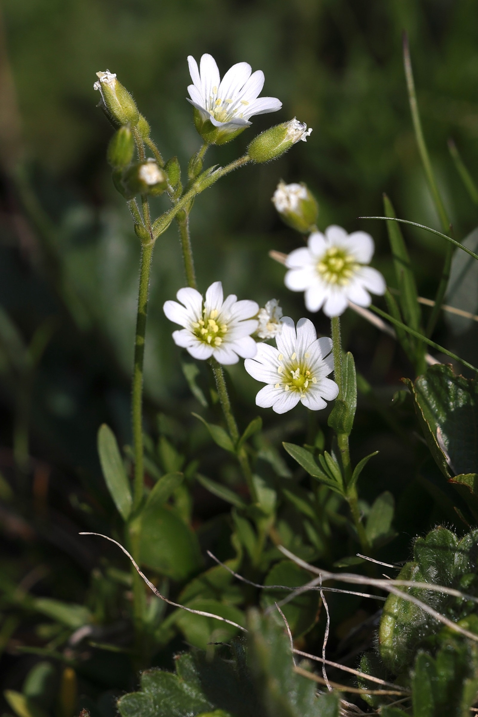 Afficher le média cerastium_alpinum5md cerastium_alpinum5md