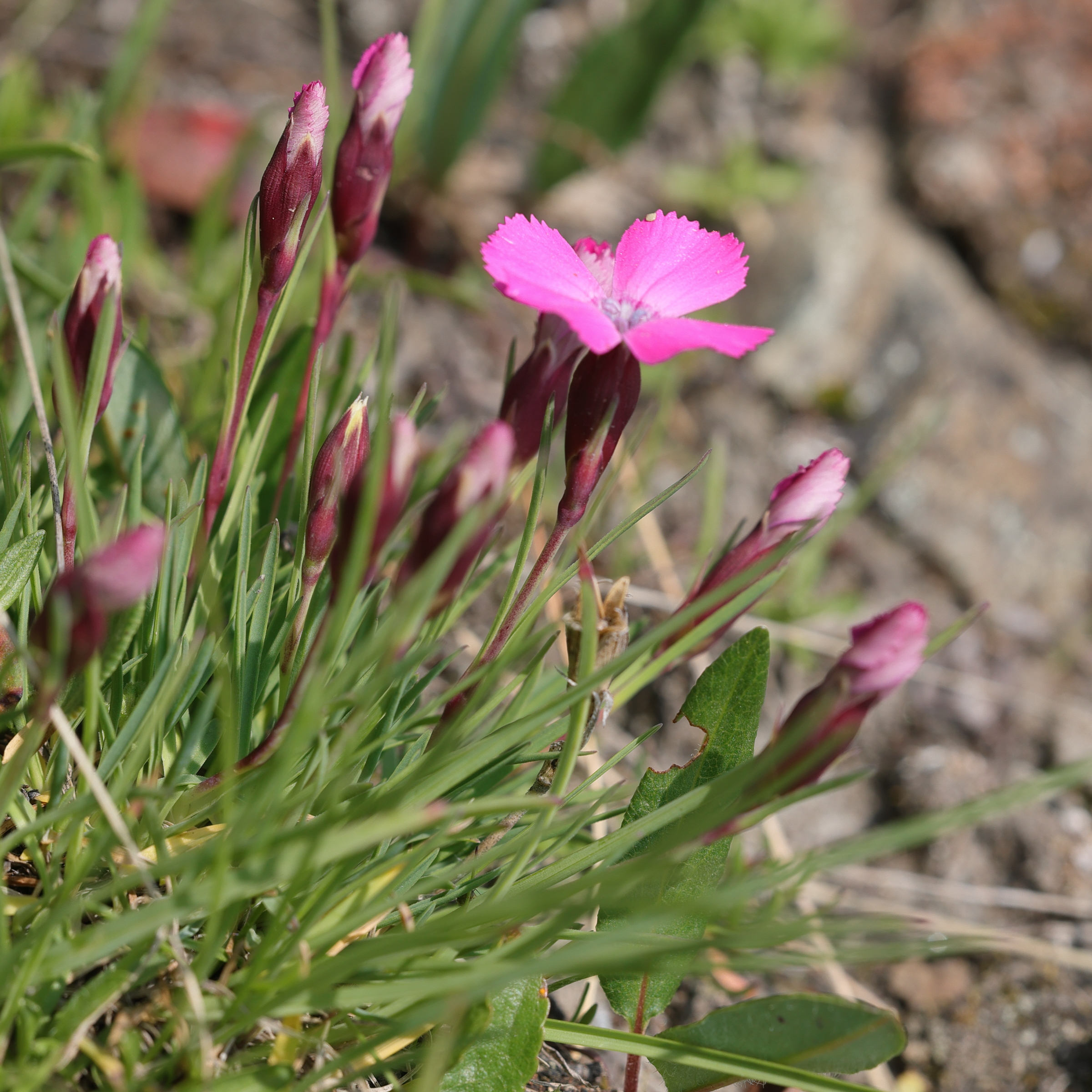 Afficher le média dianthus_pavonius4md dianthus_pavonius4md