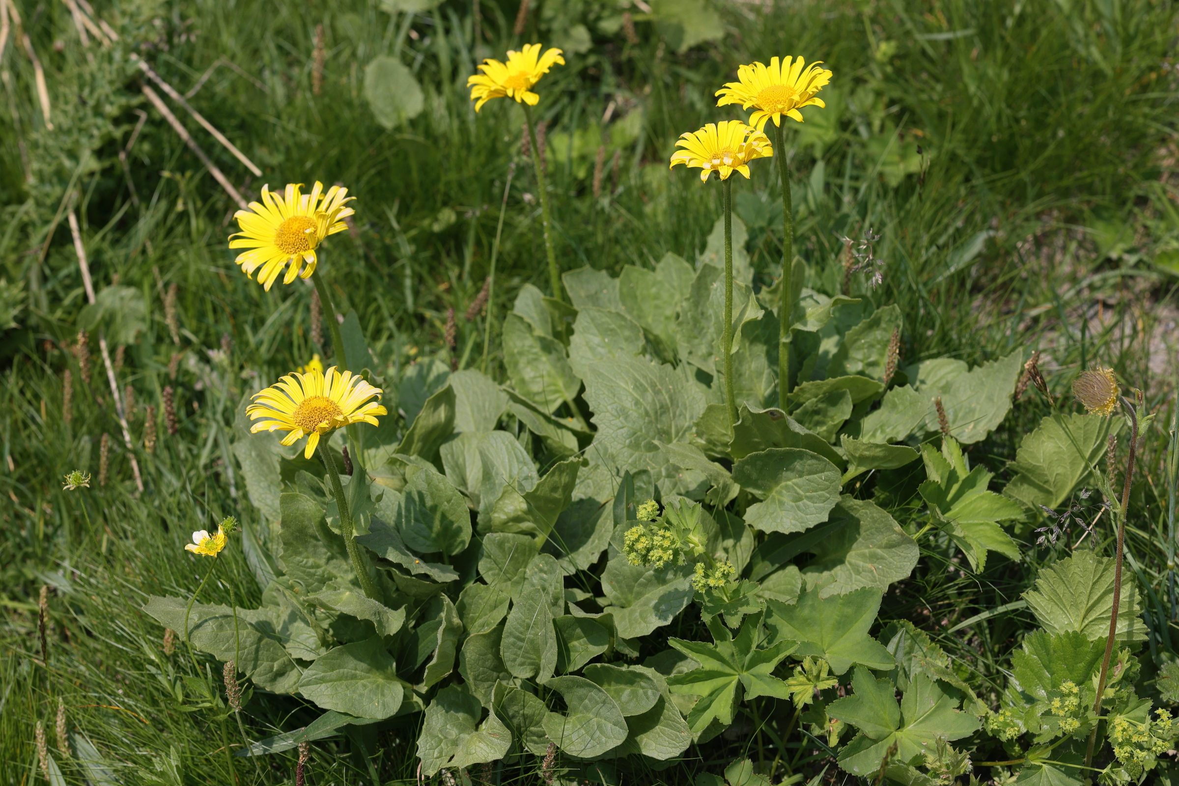 Afficher le média doronicum_grandiflorum1md doronicum_grandiflorum1md